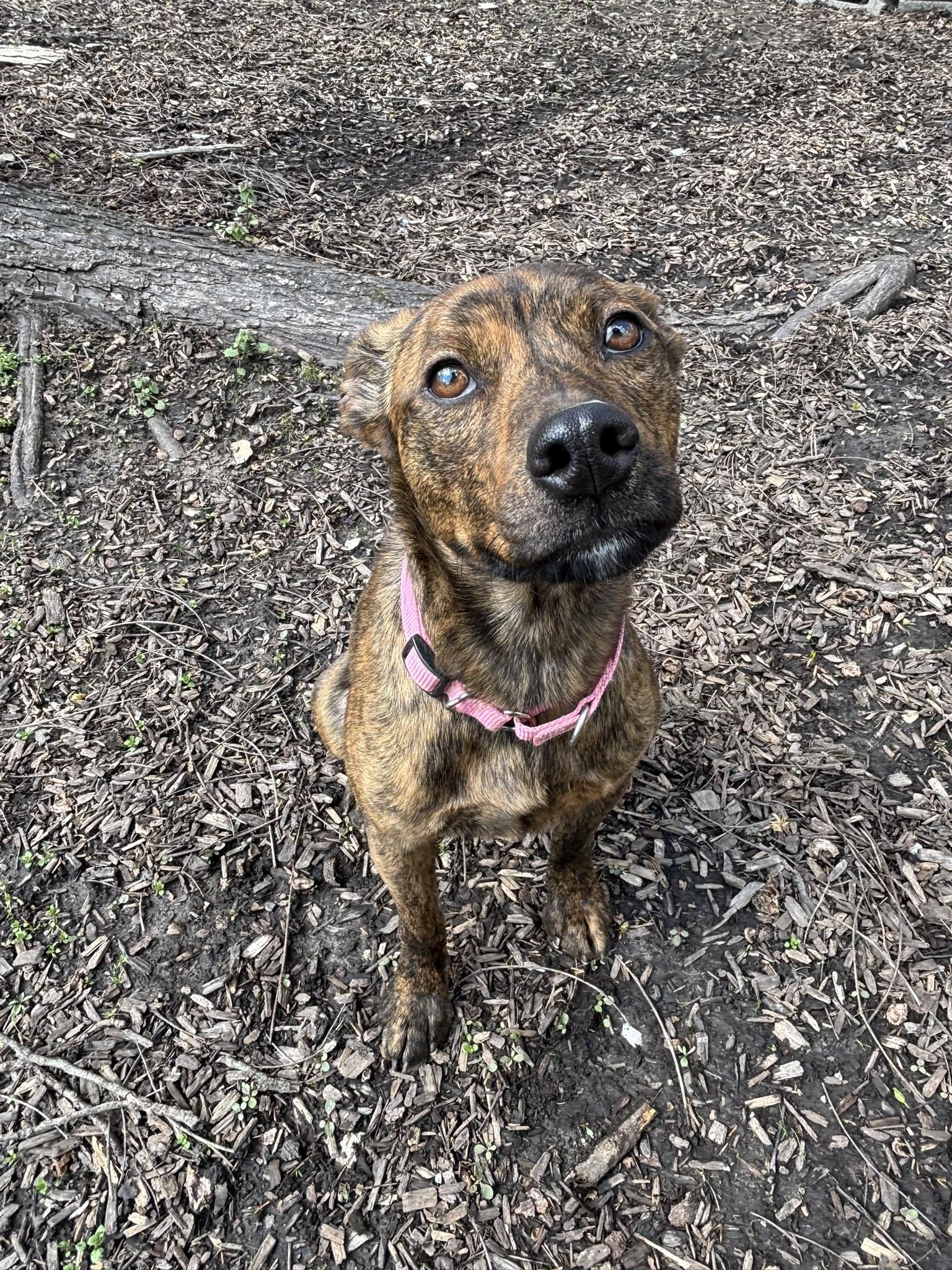 Enlarge Scrappy, a Adoptable mixed breed in Spencer, IN image 2/3