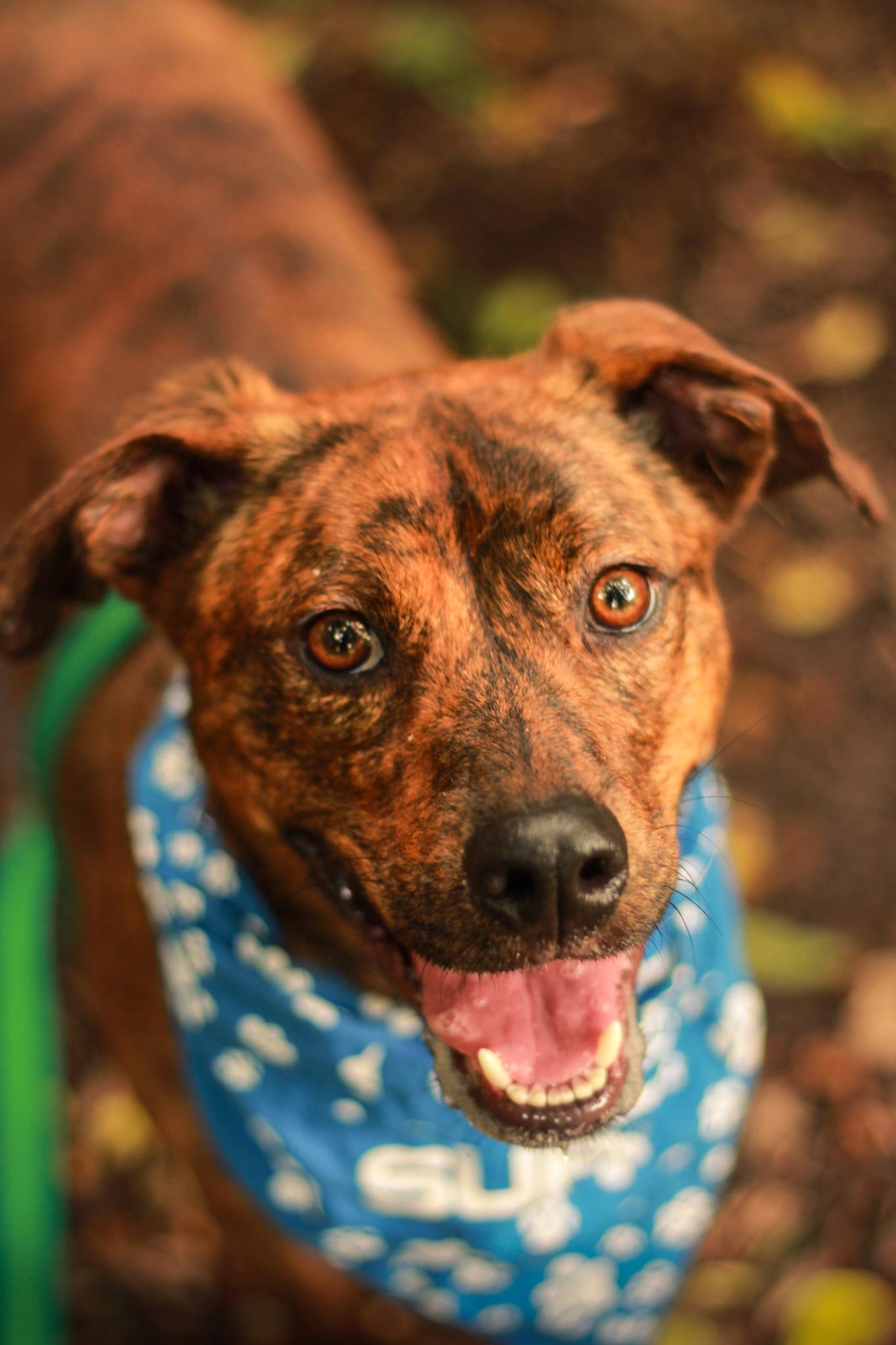 Enlarge Scrappy, a Adoptable mixed breed in Spencer, IN image 1/3