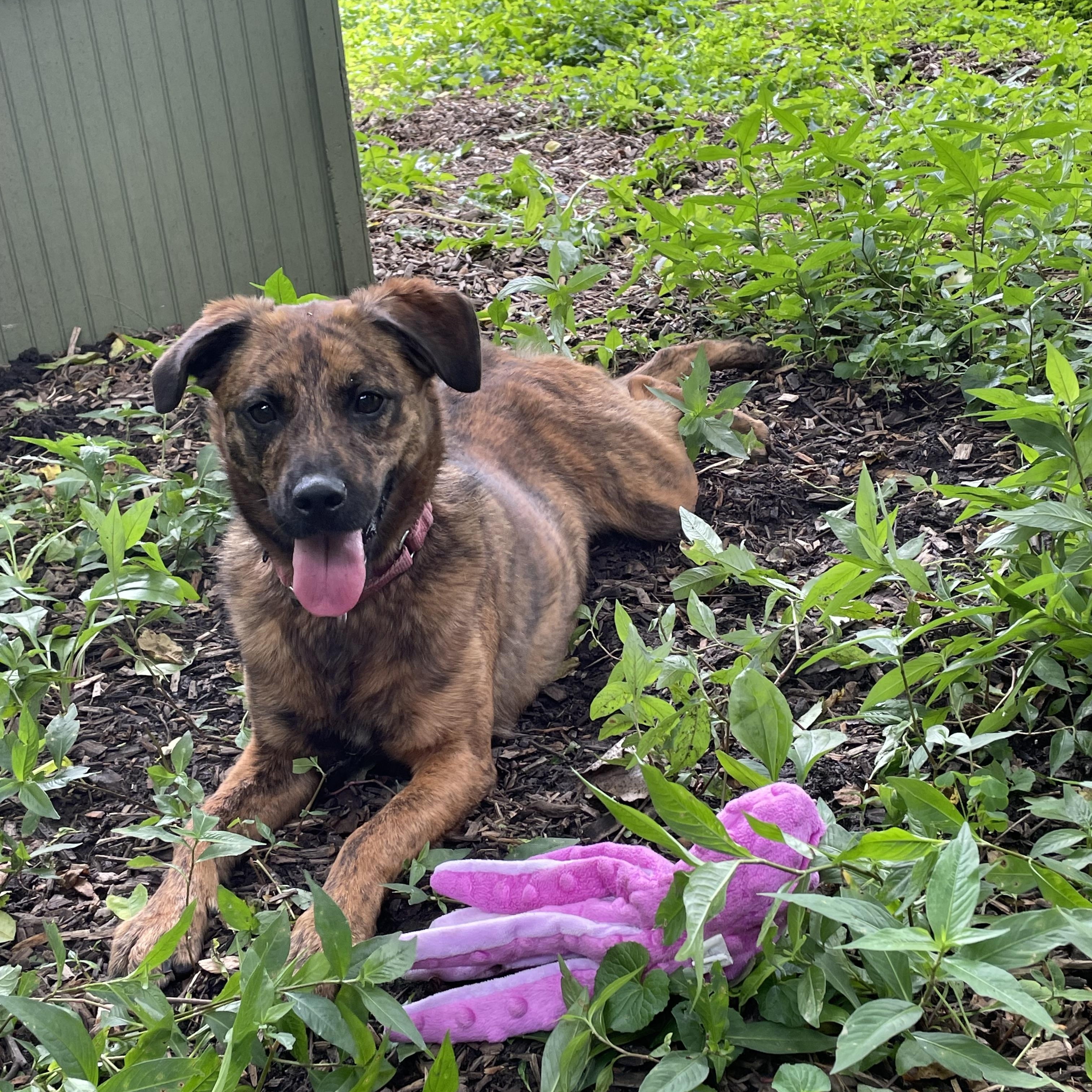 Enlarge Scrappy, a Adoptable mixed breed in Spencer, IN image 3/3