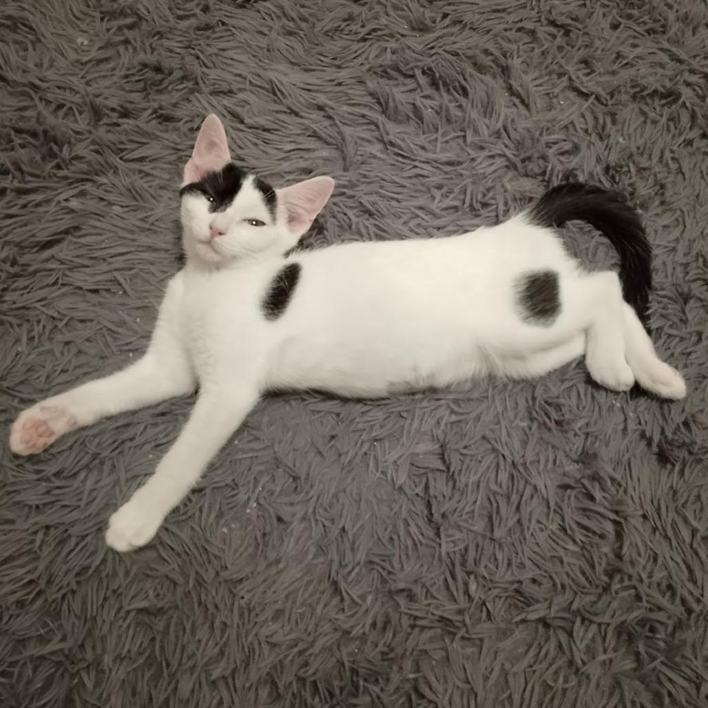 Buttermilk thumbnail 2