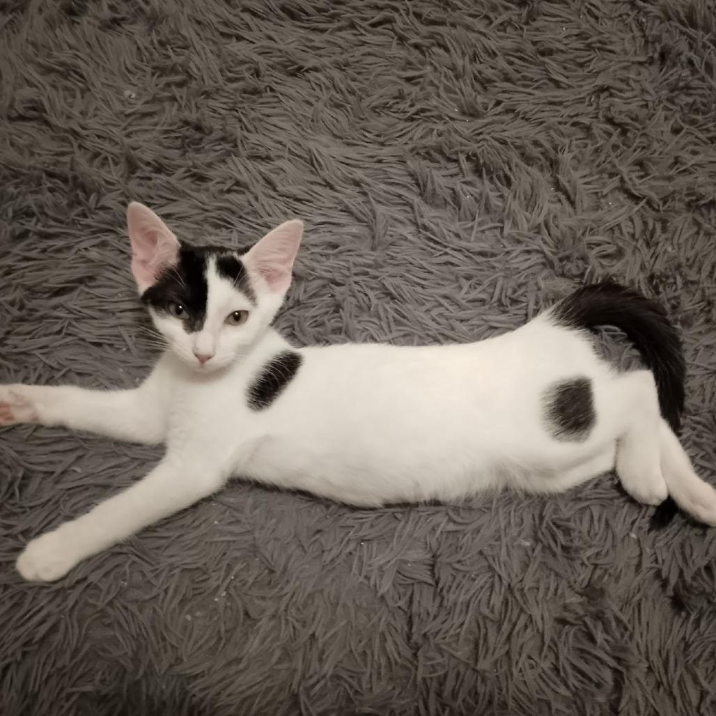 Buttermilk thumbnail 3