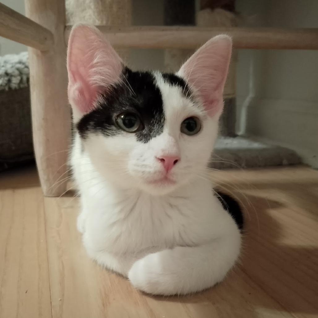 Buttermilk thumbnail 5