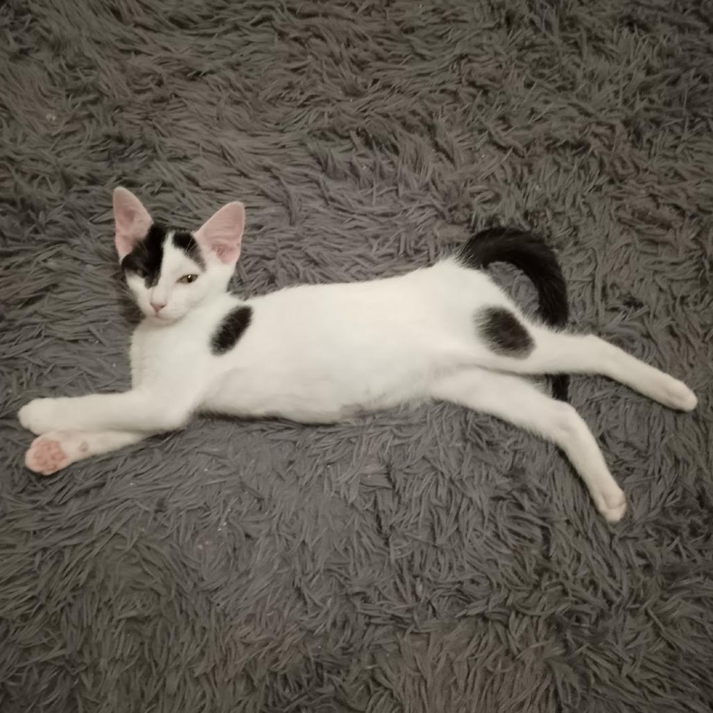 Buttermilk thumbnail 6