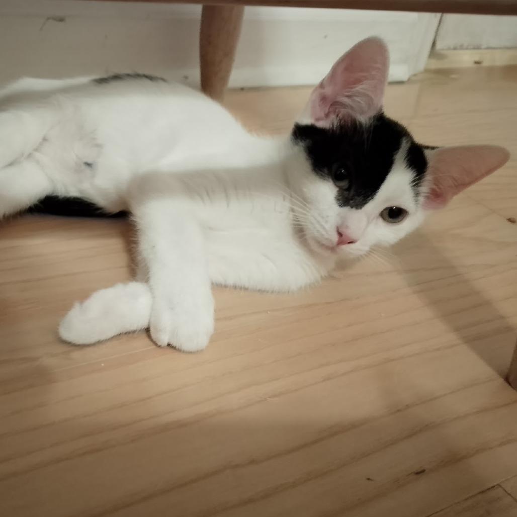 Buttermilk thumbnail 7