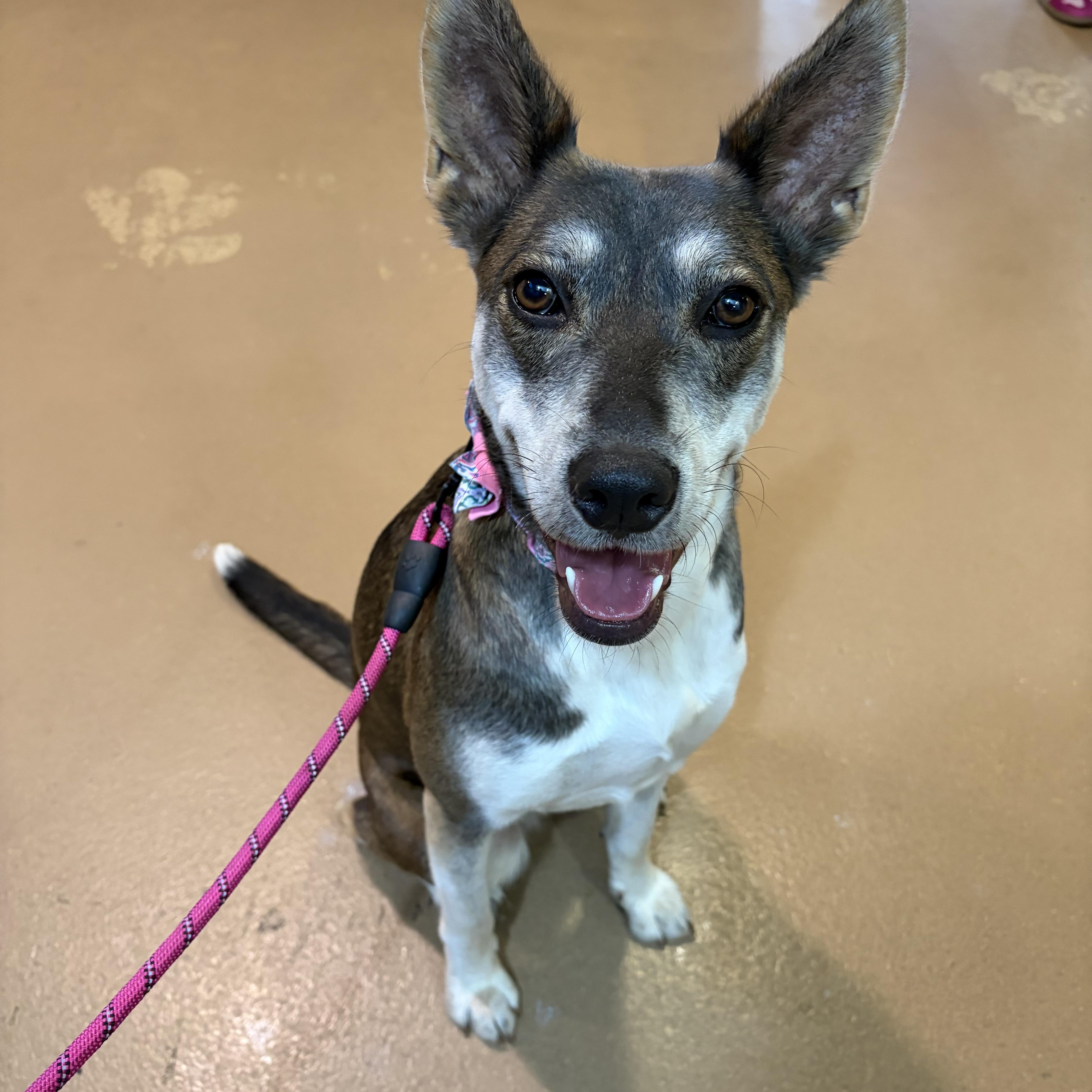 Enlarge Jojo, a Adoptable mixed breed in Poway, CA image 5/5