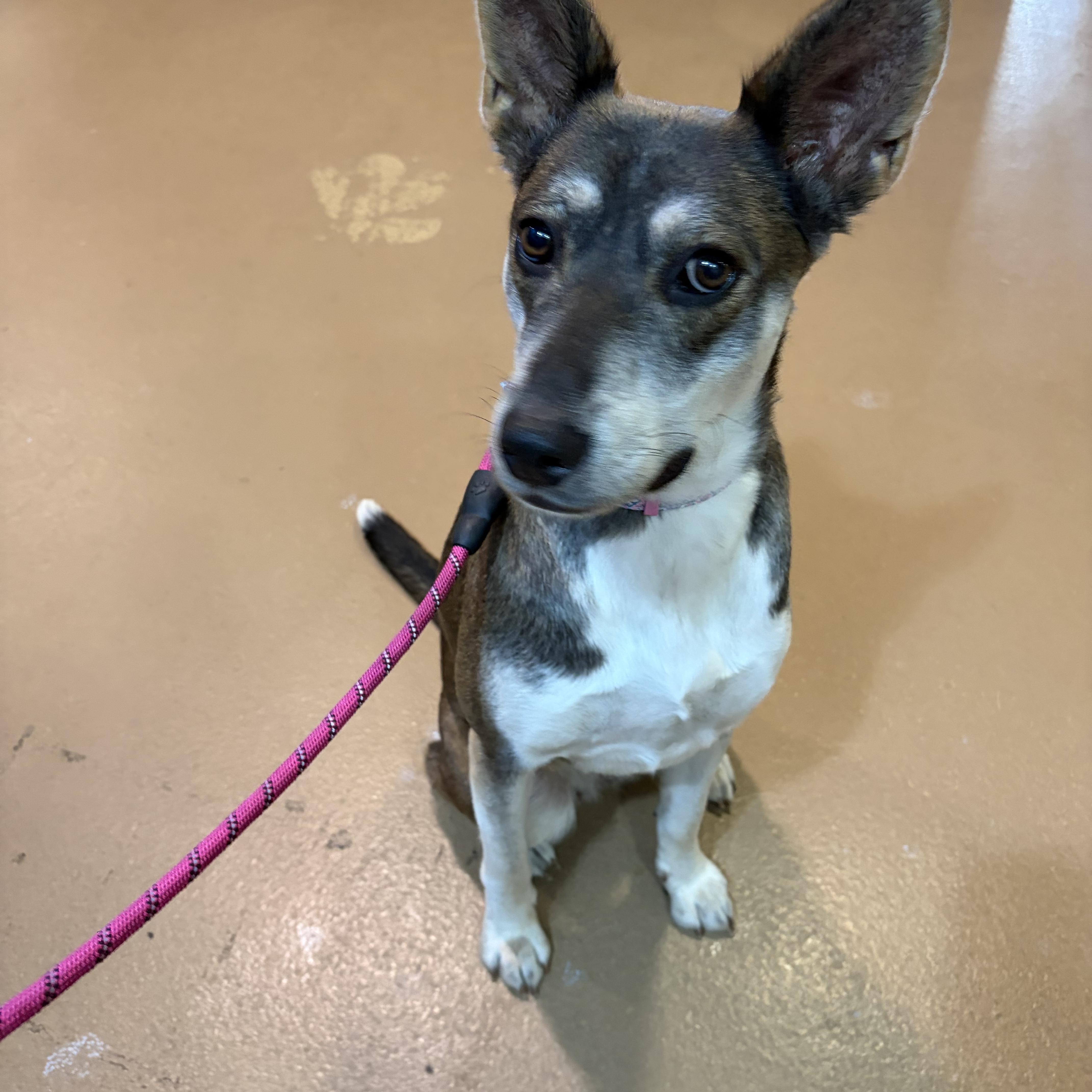 Enlarge Jojo, a Adoptable mixed breed in Poway, CA image 2/5