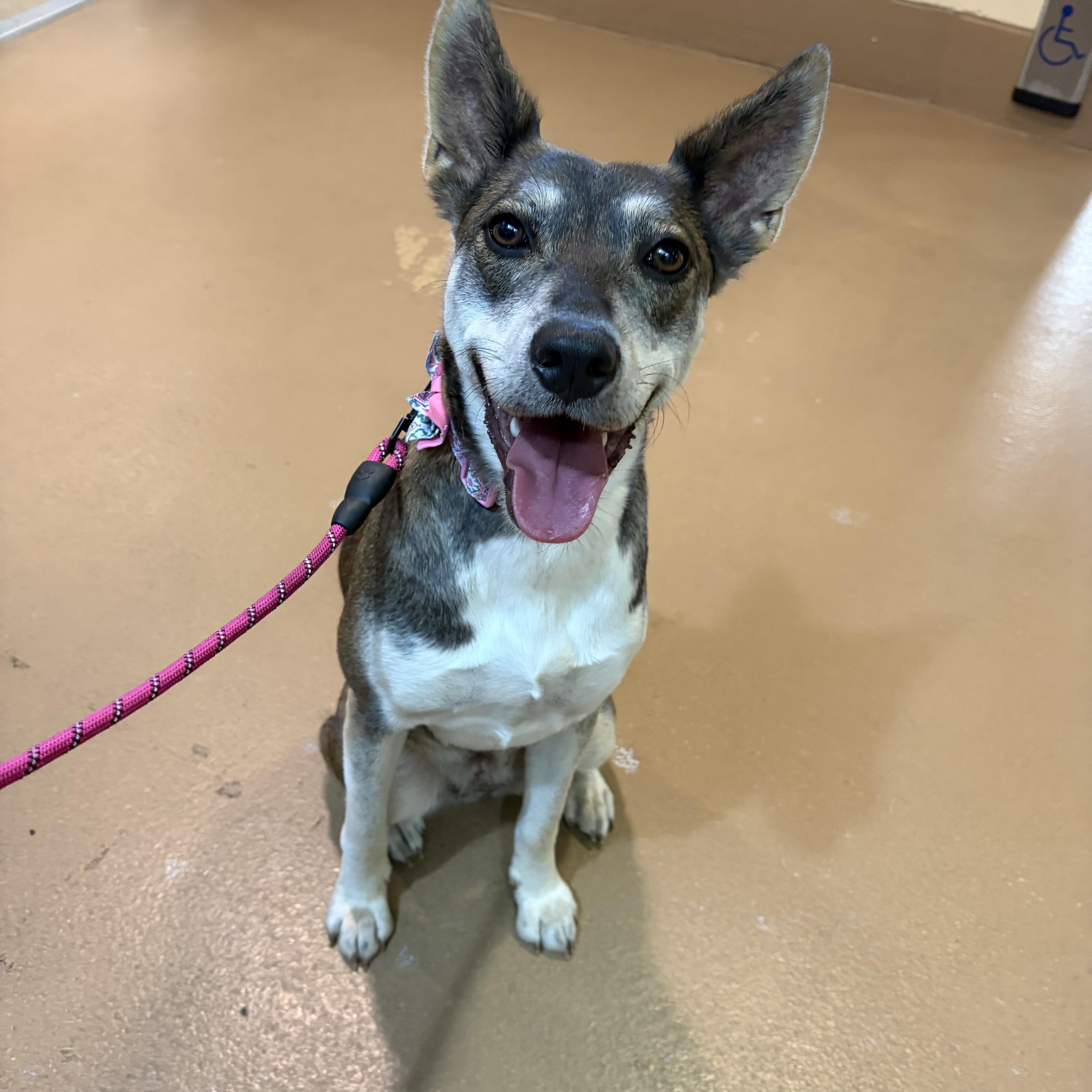Enlarge Jojo, a Adoptable mixed breed in Poway, CA image 3/5