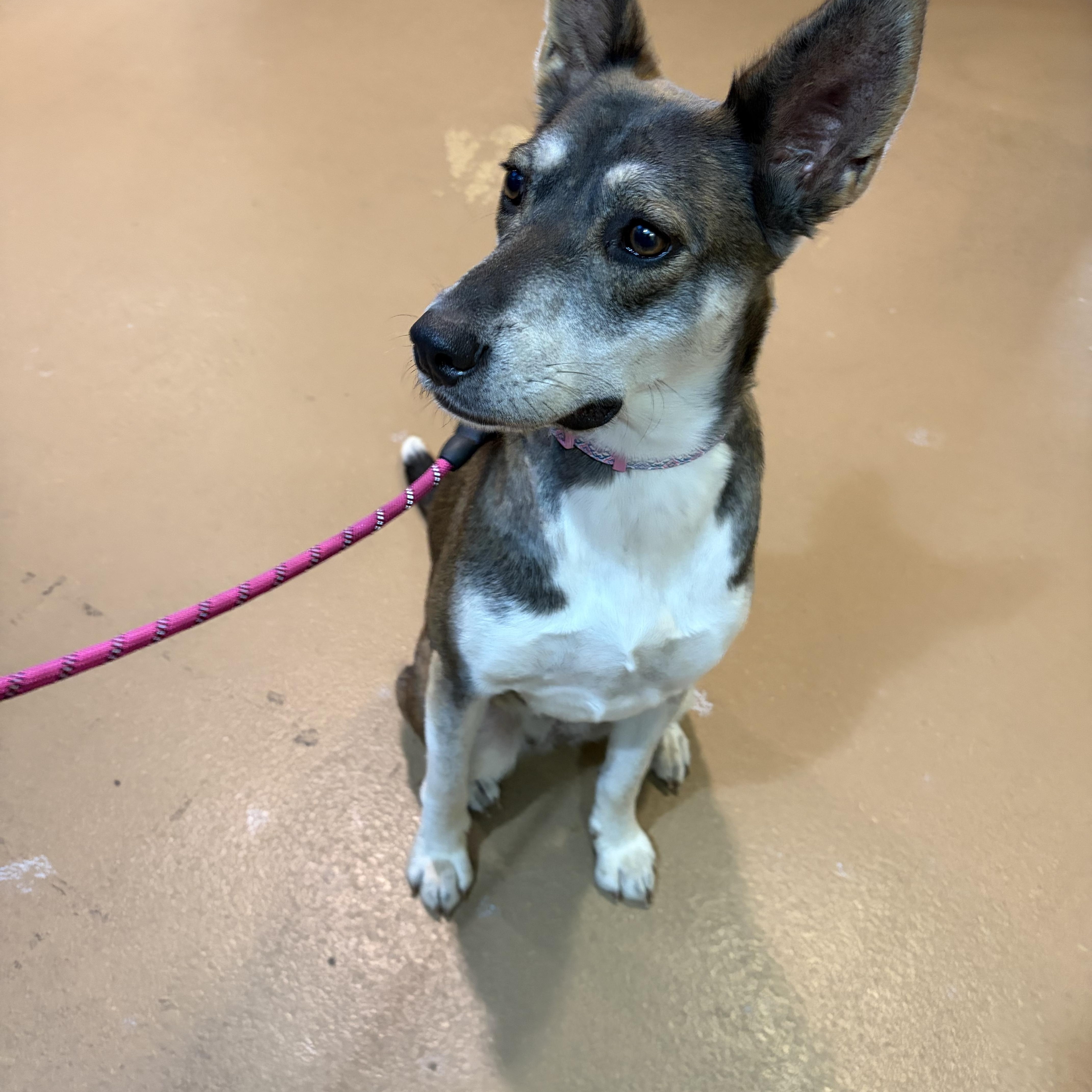 Enlarge Jojo, a Adoptable mixed breed in Poway, CA image 4/5