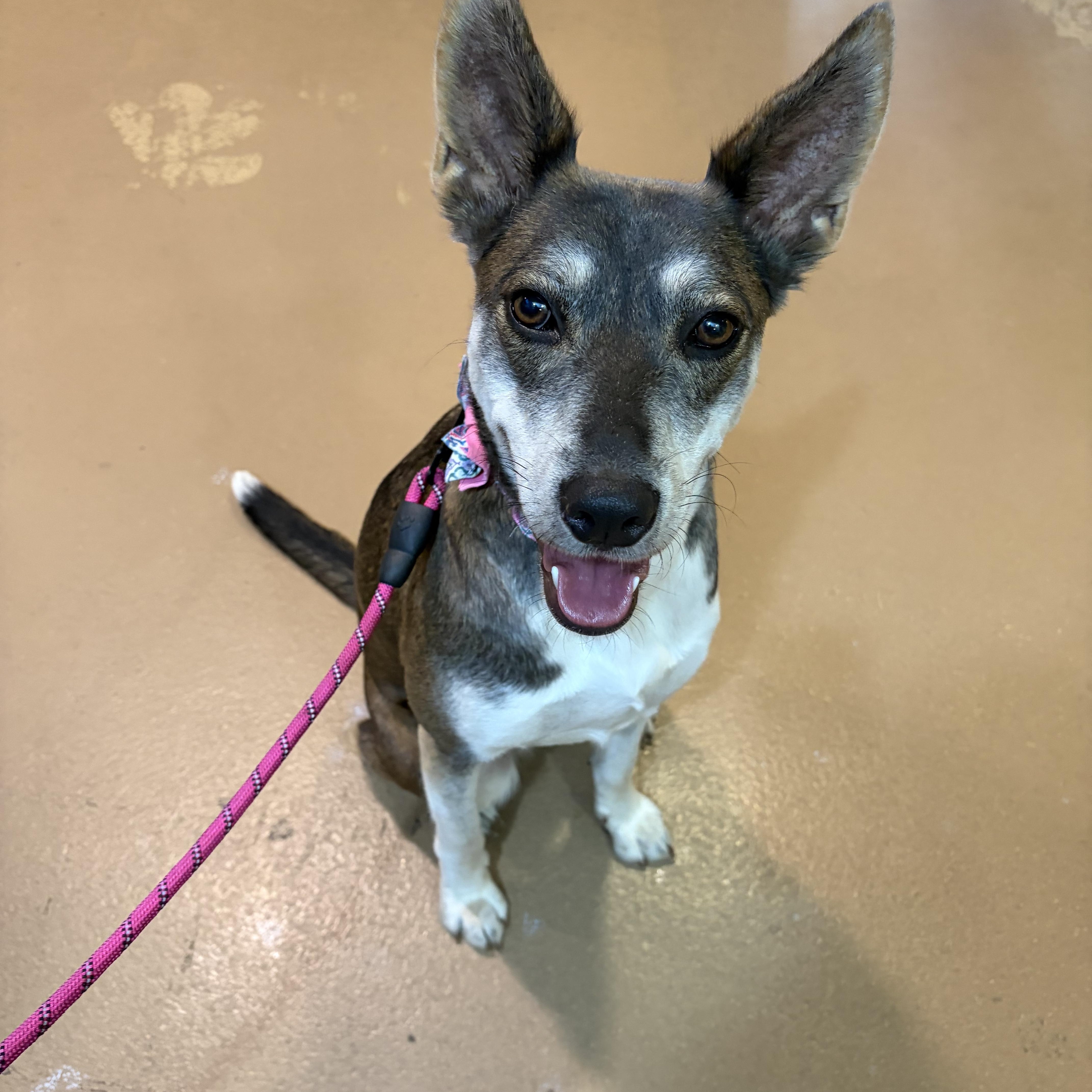 Enlarge Jojo, a Adoptable mixed breed in Poway, CA image 1/5