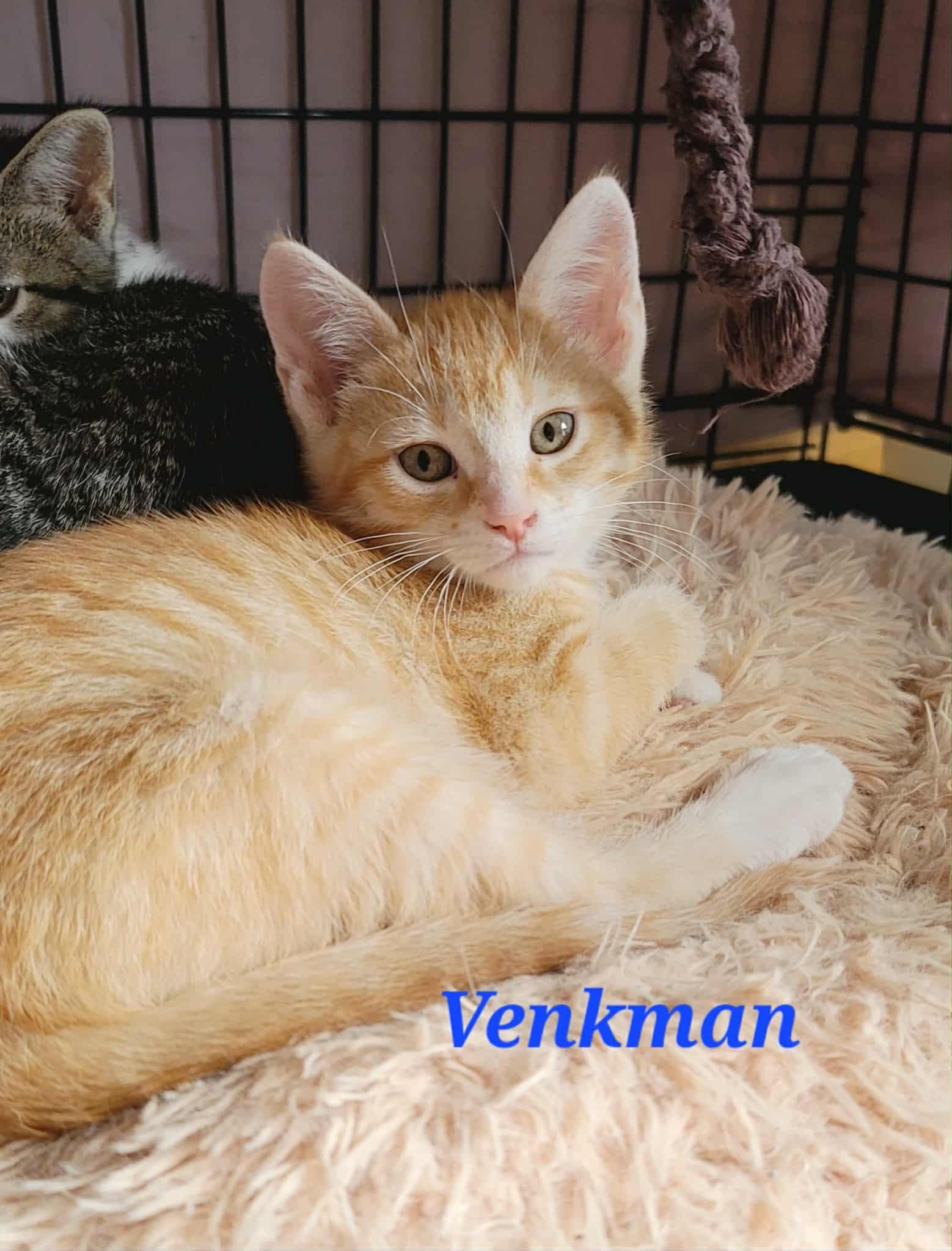 Venkman, adopted, Kitten Male Domestic Short Hair.