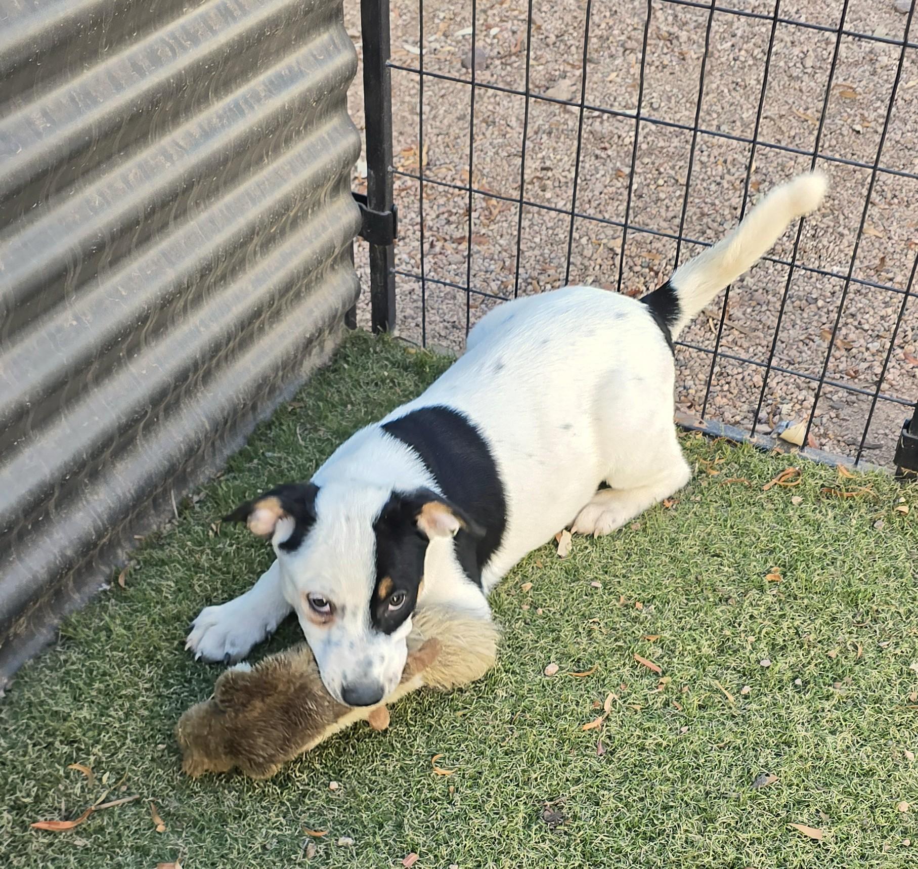 Enlarge Tiara, a ADOPTABLE mixed breed in Apache Junction, AZ image 2/3