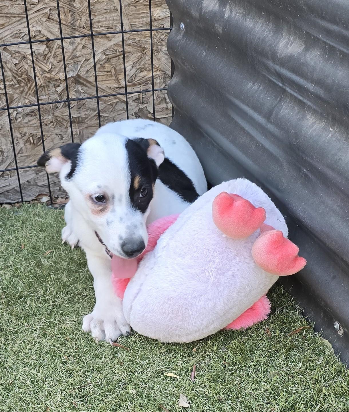 Enlarge Tiara, a ADOPTABLE mixed breed in Apache Junction, AZ image 3/3