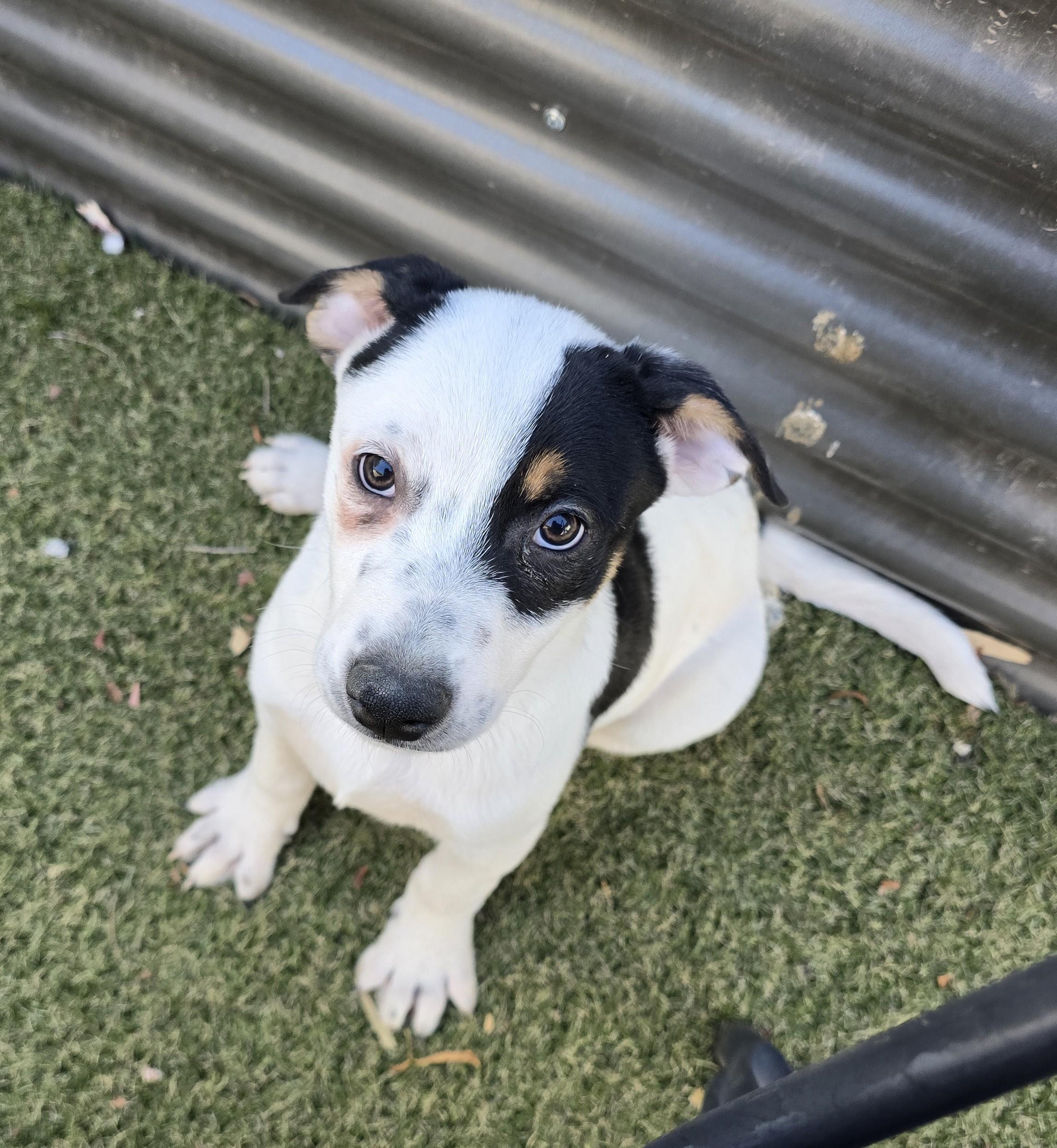 Tiara, ADOPTABLE, Puppy Female Labrador Retriever & Beagle.