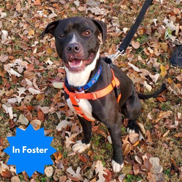 Enlarge CASH, a Adoptable Pit Bull Terrier in Indianapolis, IN image 1/1