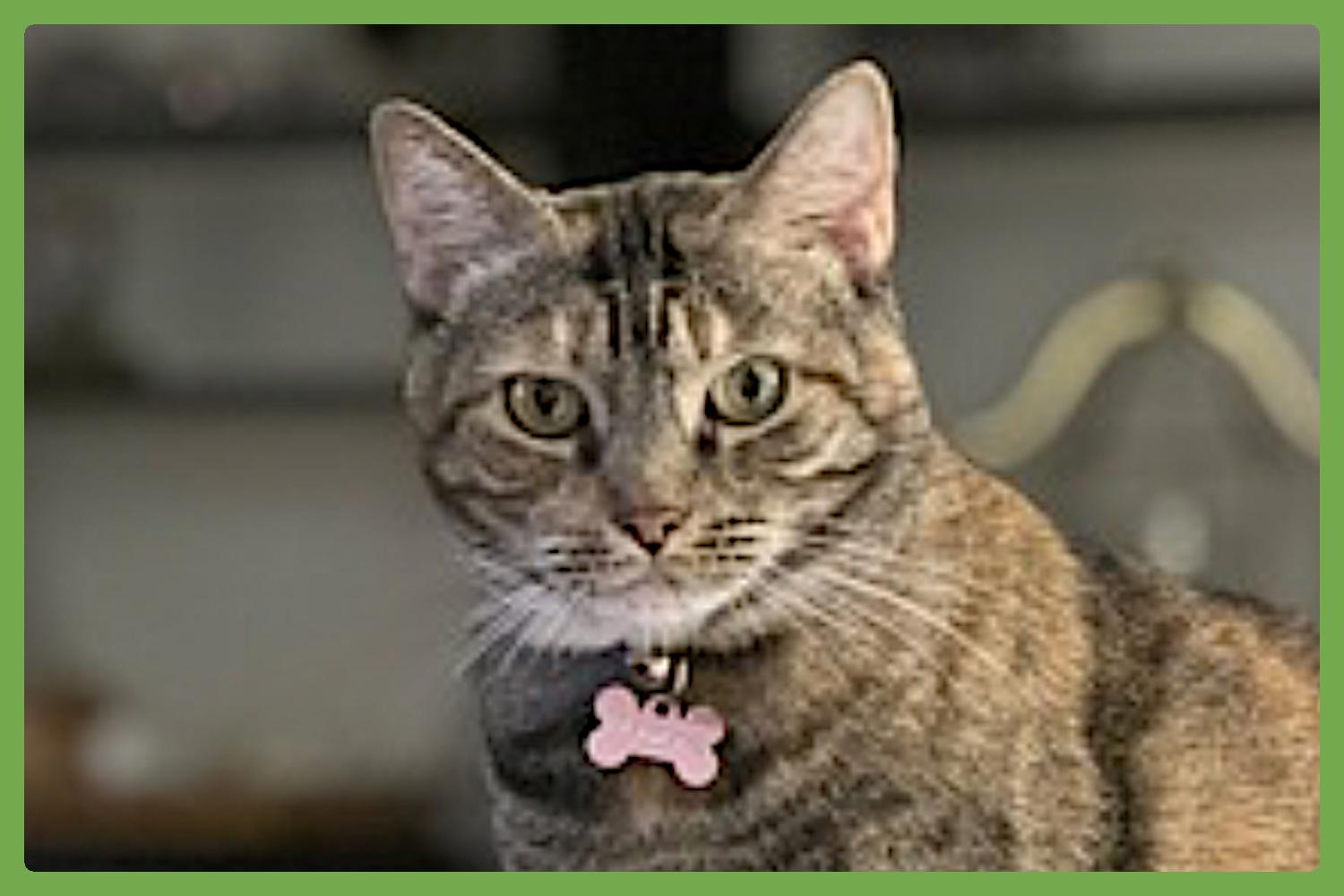 Enlarge Maxcat, an adopted Domestic Short Hair in Amherst, MA image 1/6