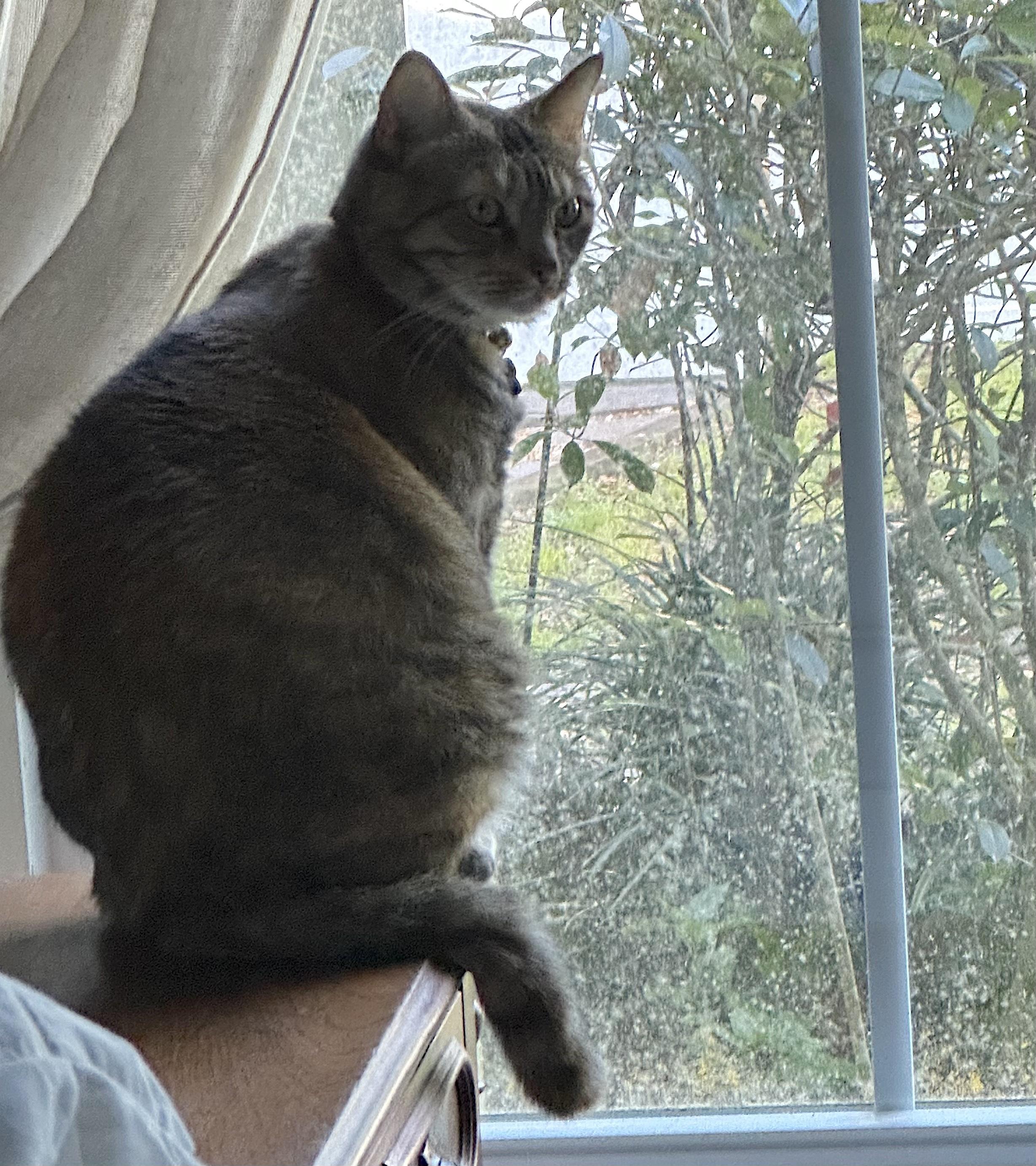 Enlarge Maxcat, an adopted Domestic Short Hair in Amherst, MA image 4/6