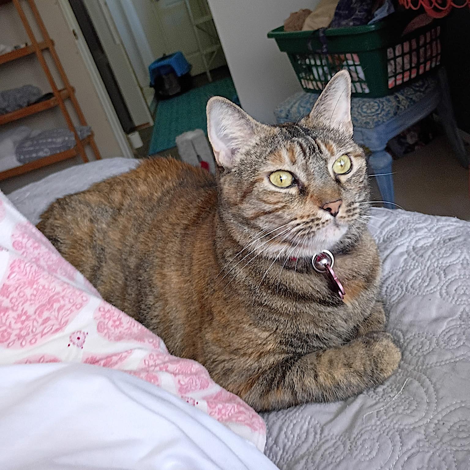 Enlarge Maxcat, an adopted Domestic Short Hair in Amherst, MA image 3/6