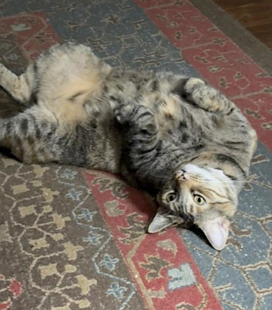 Enlarge Maxcat, an adopted Domestic Short Hair in Amherst, MA image 2/6