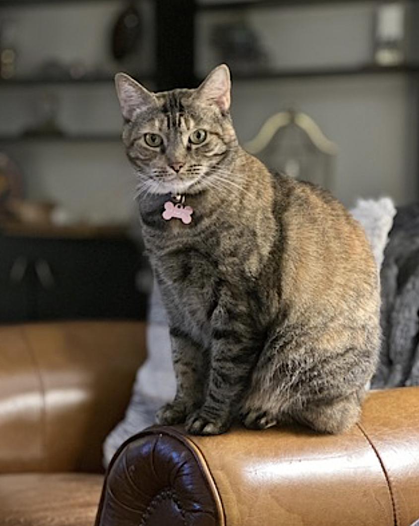 Enlarge Maxcat, an adopted Domestic Short Hair in Amherst, MA image 5/6