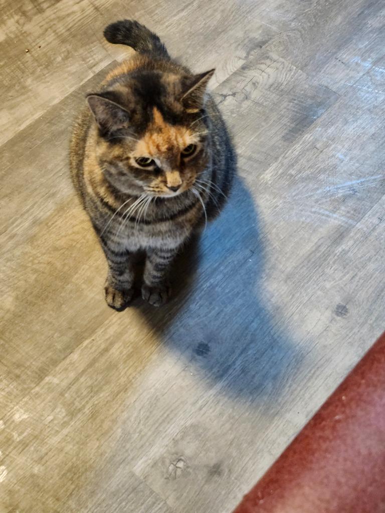 Lava, Adoptable, Young Female Domestic Short Hair.