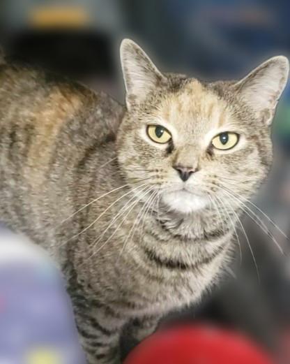 Lava, a Adoptable mixed breed in Rice Lake, WI image 2/2