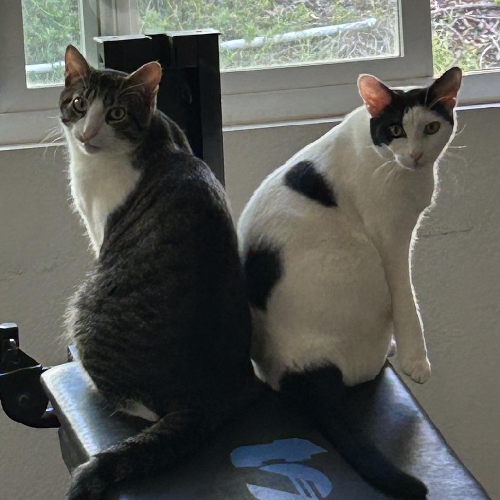 Enlarge Kona, a Adoptable Domestic Short Hair in Temecula, CA image 1/6