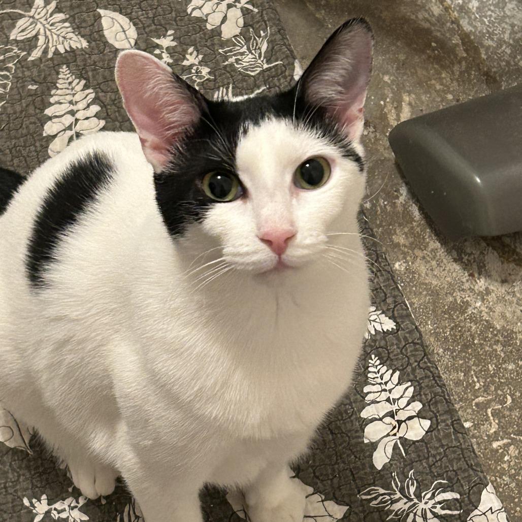 Enlarge Kona, a Adoptable Domestic Short Hair in Temecula, CA image 4/6