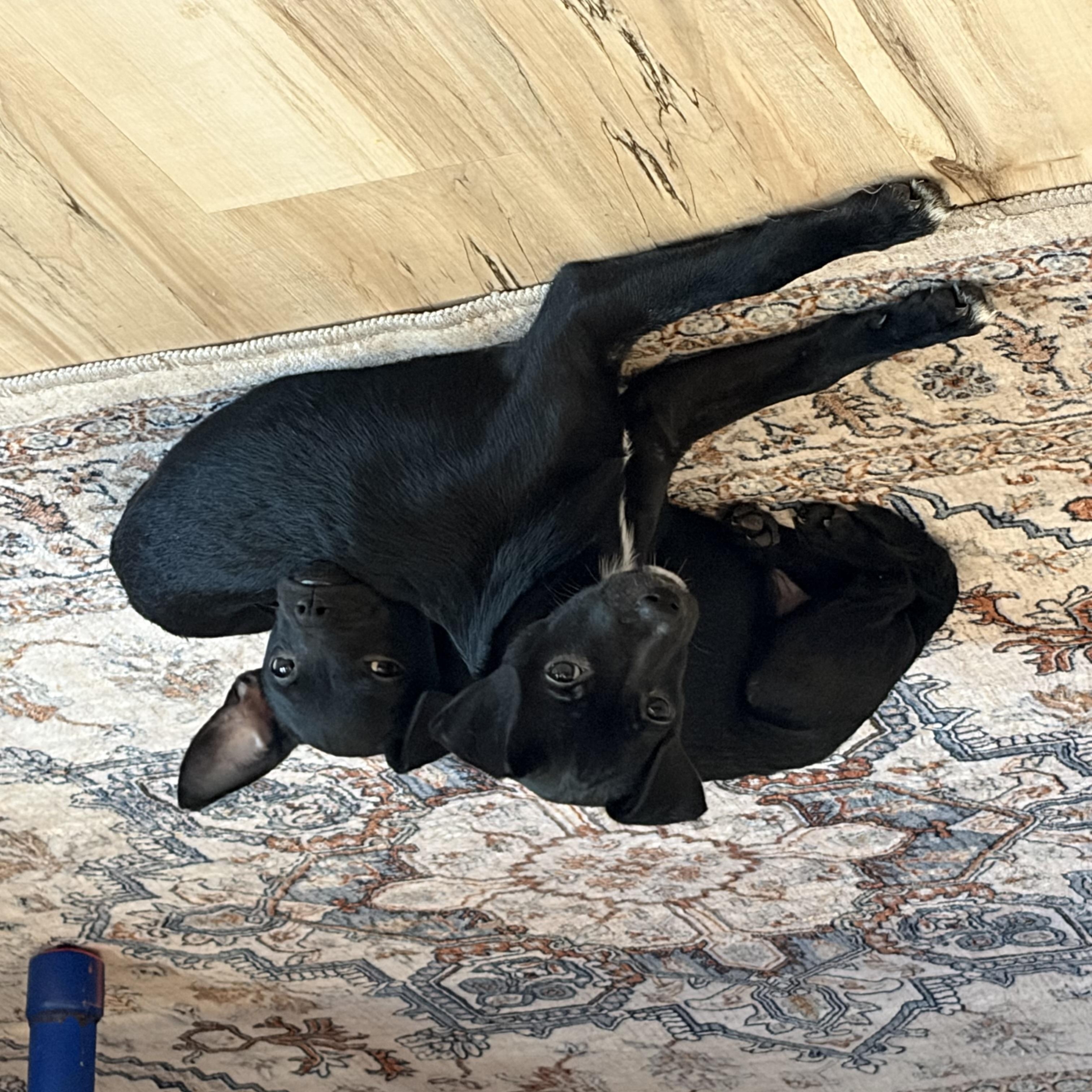 Enlarge Solana, a Adoptable mixed breed in Pflugerville, TX image 2/6