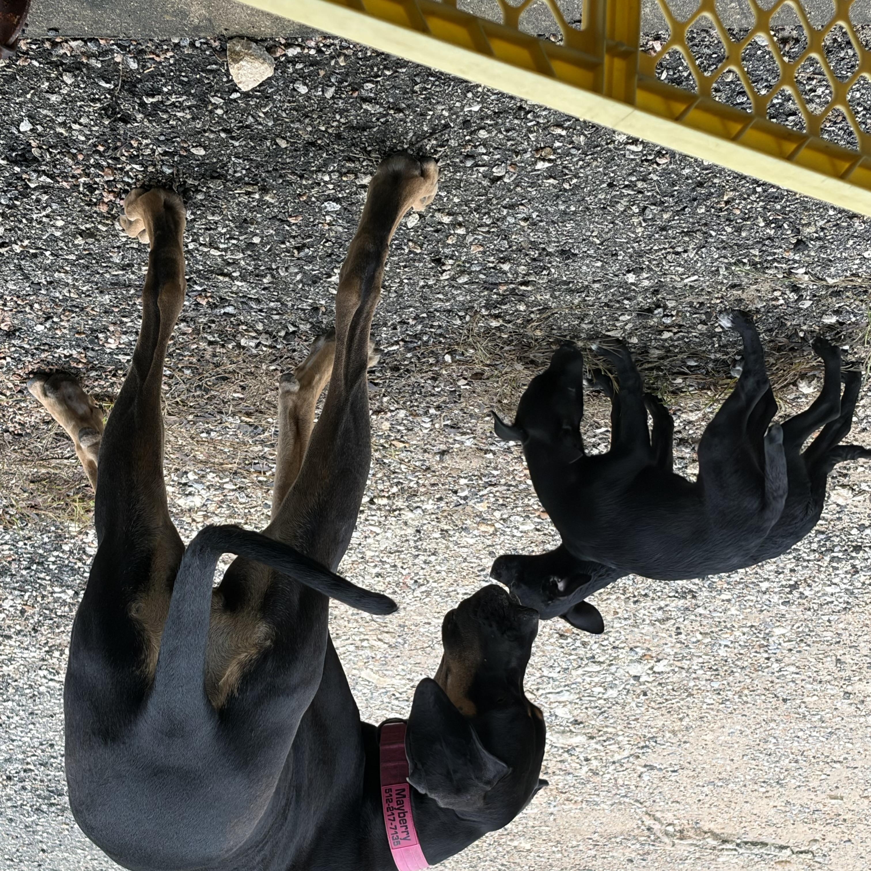 Enlarge Solana, a Adoptable mixed breed in Pflugerville, TX image 4/6
