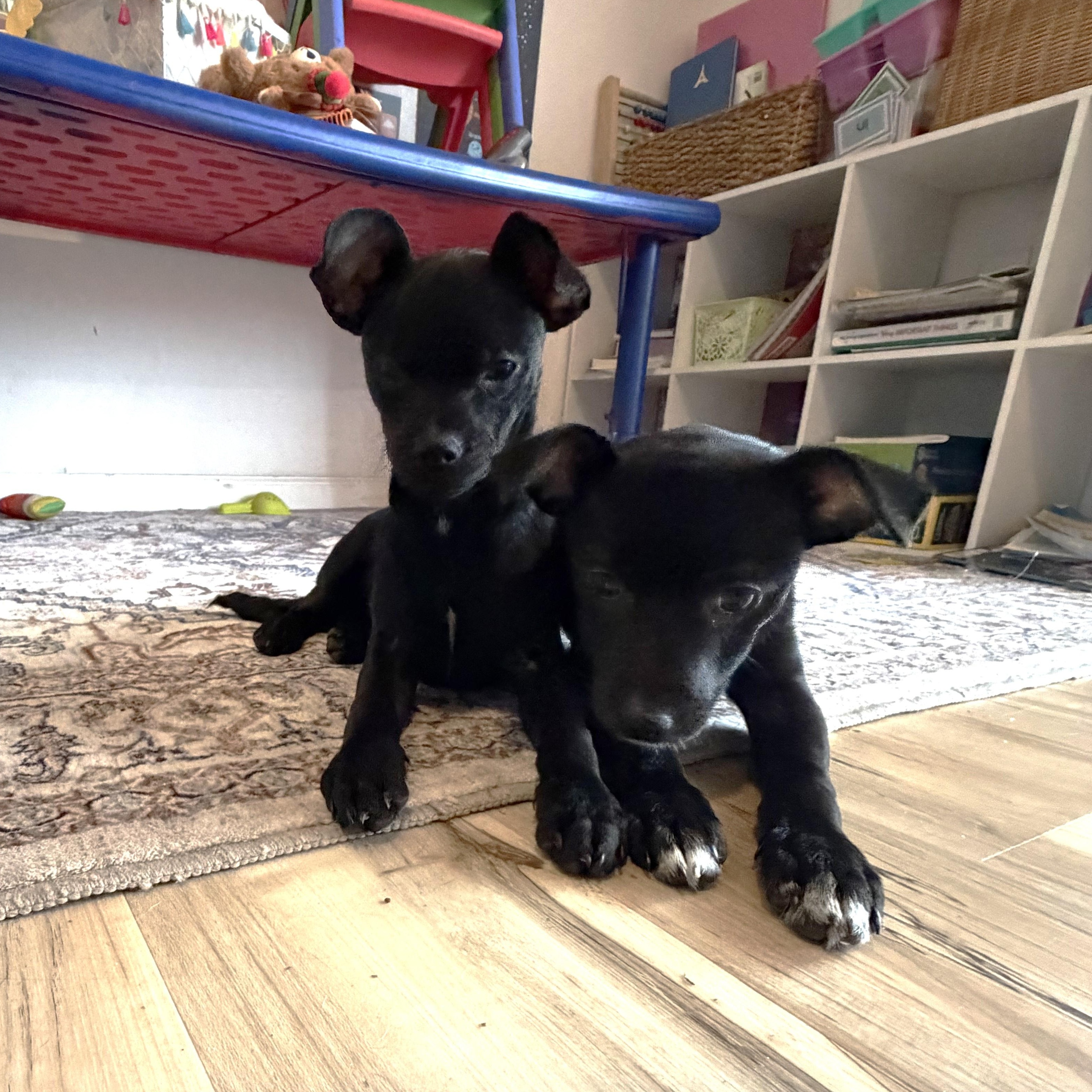 Enlarge Solana, a Adoptable mixed breed in Pflugerville, TX image 5/6