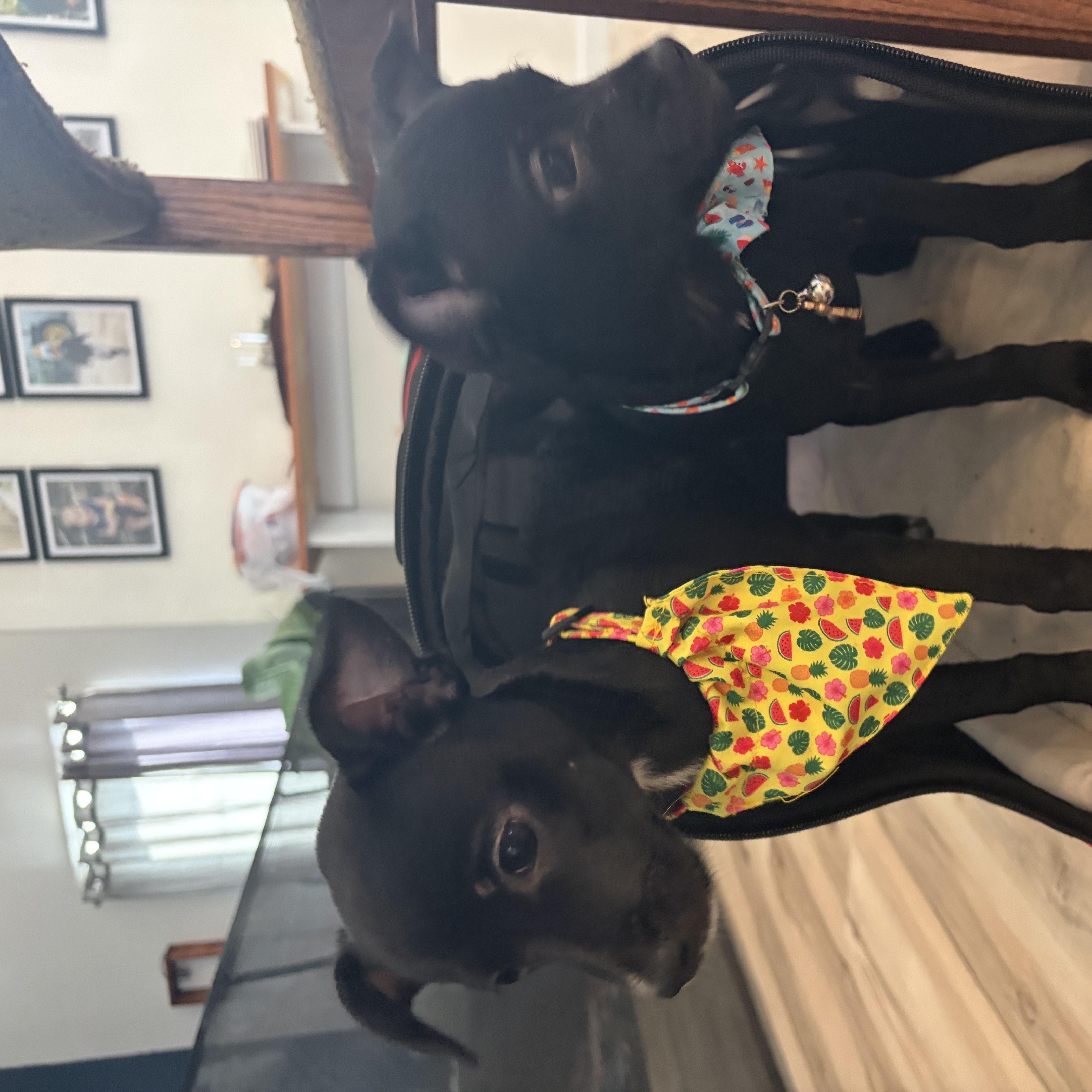 Enlarge Solana, a Adoptable mixed breed in Pflugerville, TX image 6/6