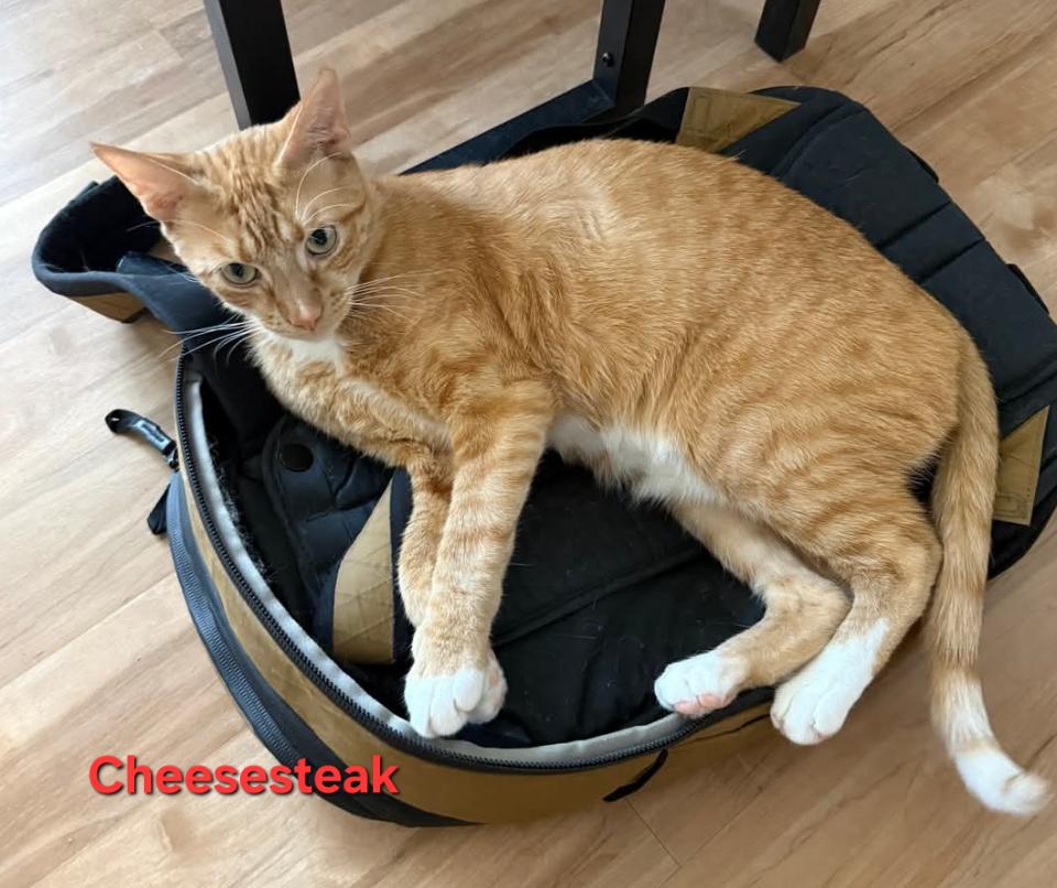 Enlarge Cheesesteak, a Adopted Domestic Short Hair in Penndel, PA image 1/3