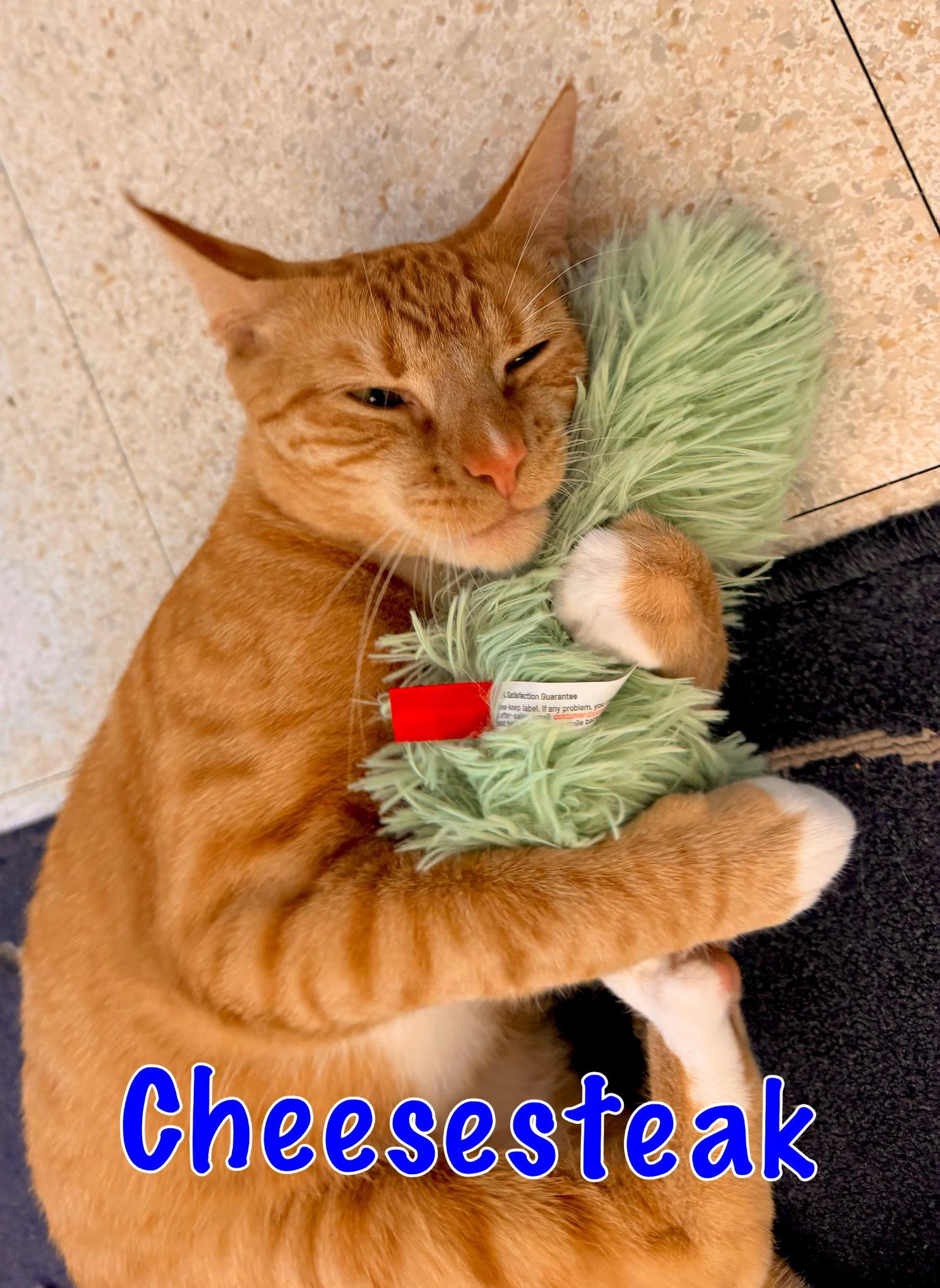 Enlarge Cheesesteak, a Adopted Domestic Short Hair in Penndel, PA image 2/3