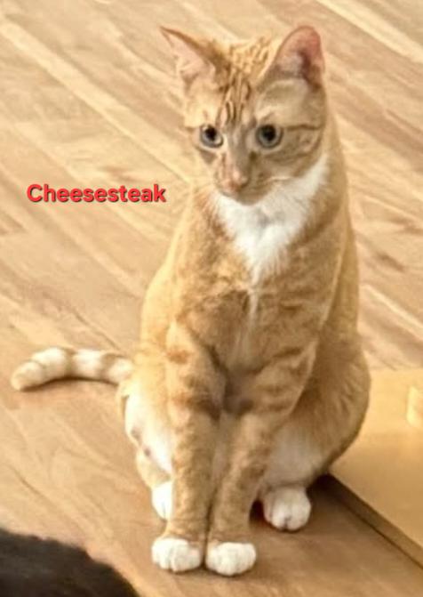 Enlarge Cheesesteak, a Adopted Domestic Short Hair in Penndel, PA image 3/3