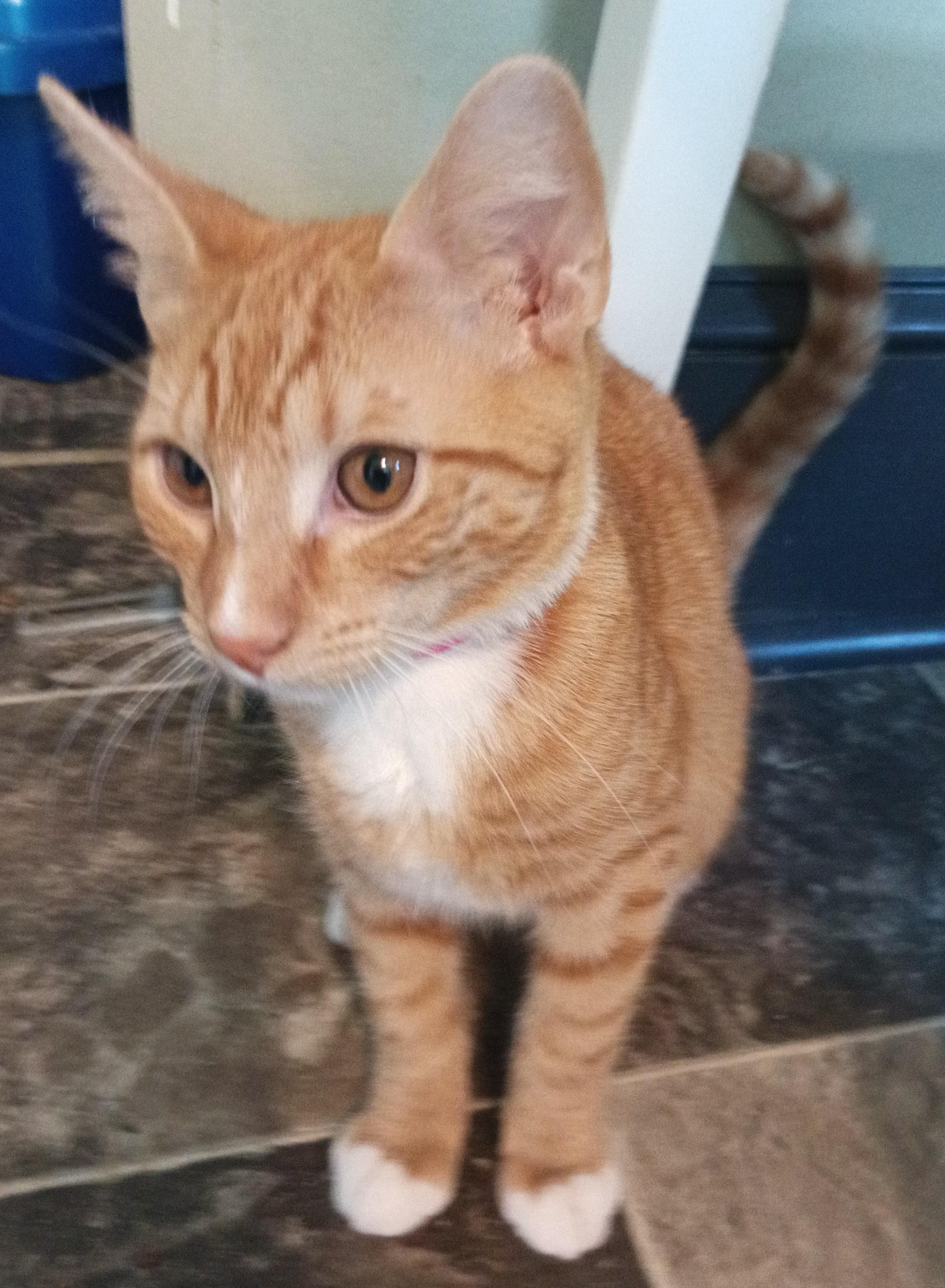 Enlarge Palmer, a Adoptable Domestic Short Hair in Franklinville, NJ image 2/2