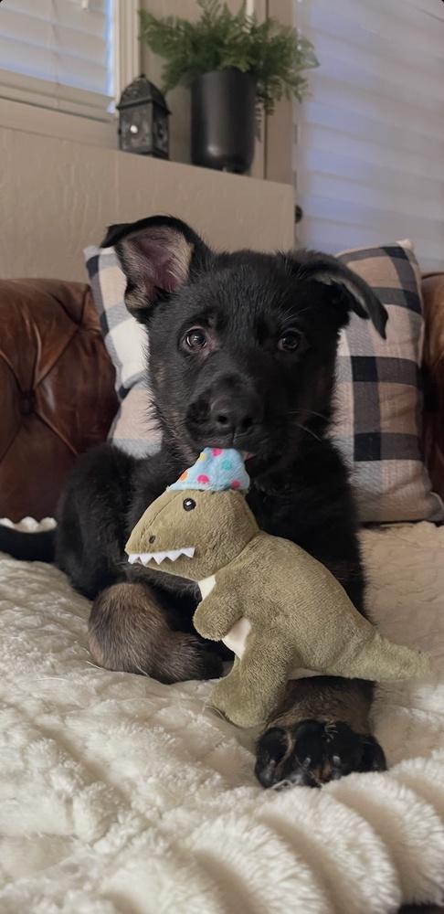 Sneaky Pete, Adoptable, Puppy Male German Shepherd Dog & Husky.