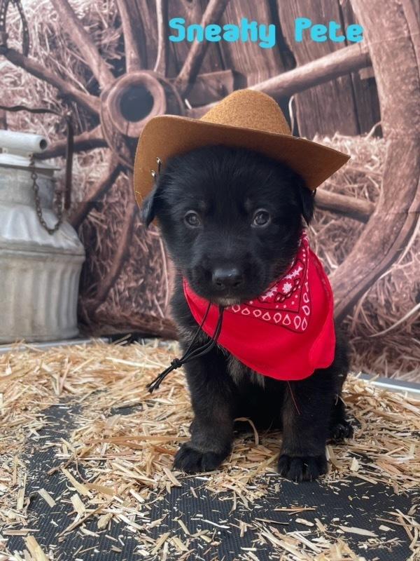 Sneaky Pete, a Adoptable mixed breed in Pleasant Hill, CA image 2/5