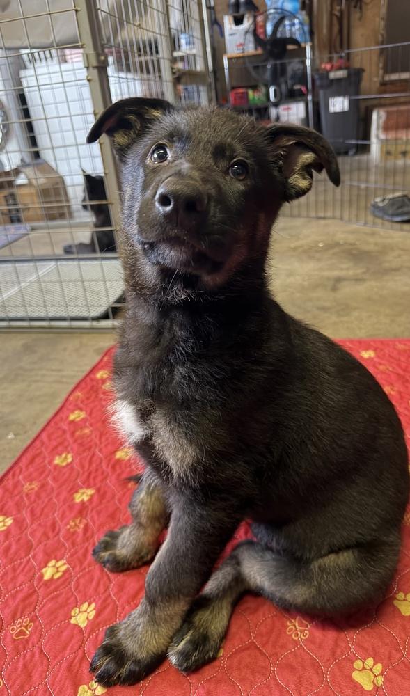 Sneaky Pete, a Adoptable mixed breed in Pleasant Hill, CA image 3/5