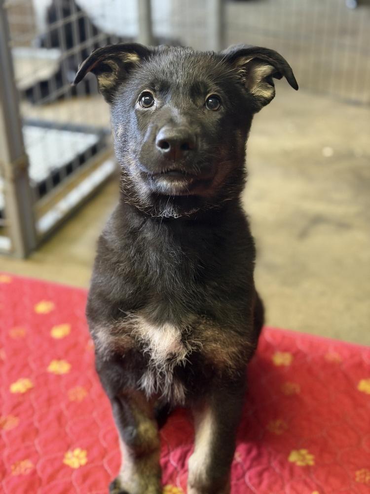 Sneaky Pete, a Adoptable mixed breed in Pleasant Hill, CA image 4/5