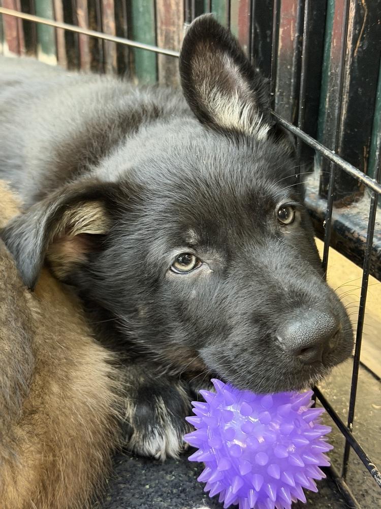 Sneaky Pete, a Adoptable mixed breed in Pleasant Hill, CA image 5/5
