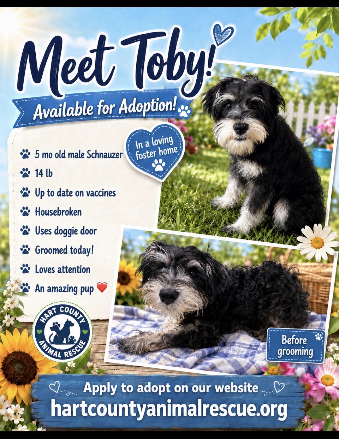 Toby, adopted, Puppy Male Schnauzer.