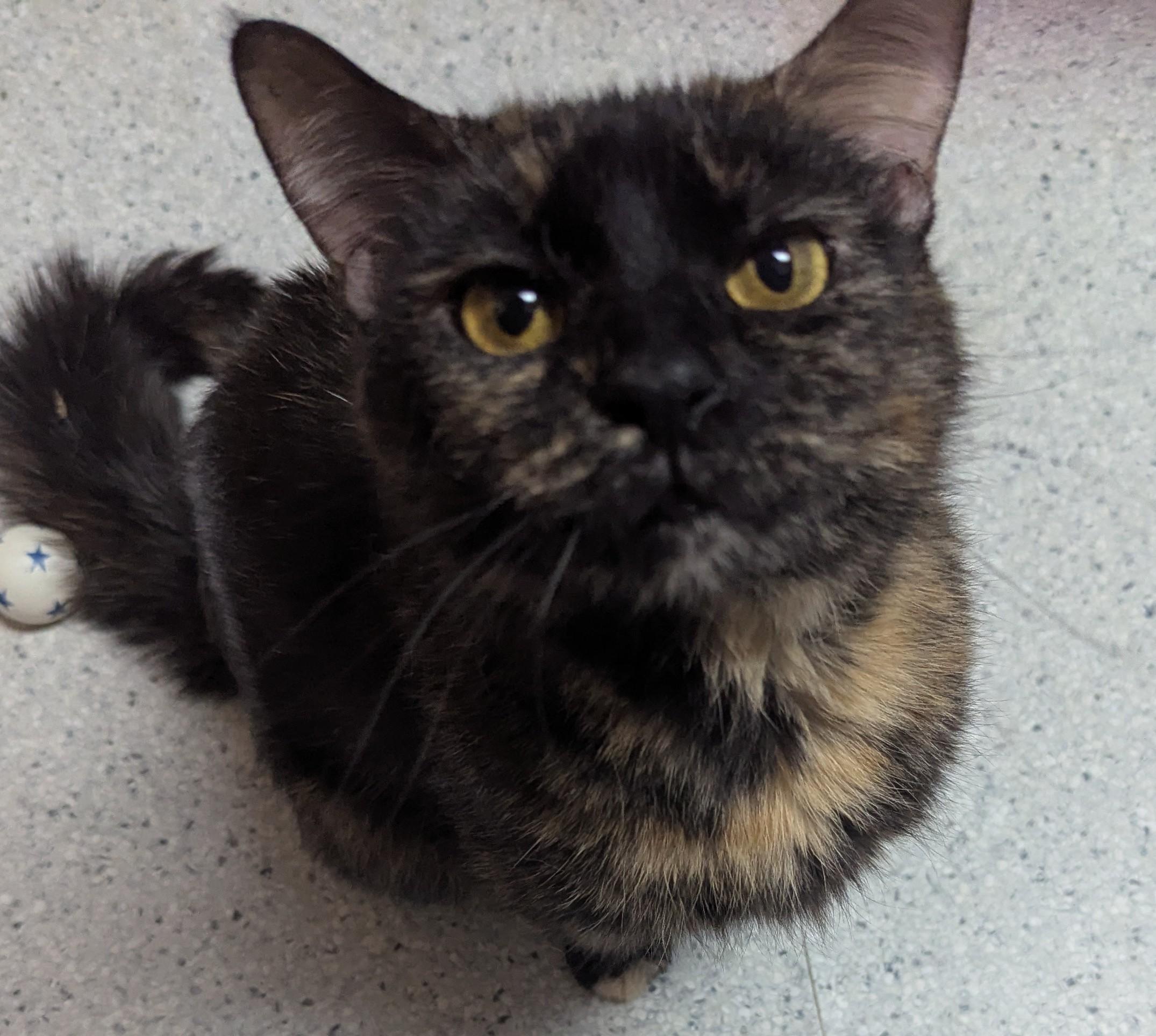 Enlarge Freja, a Adoptable Domestic Short Hair in Rock Falls, IL image 1/4