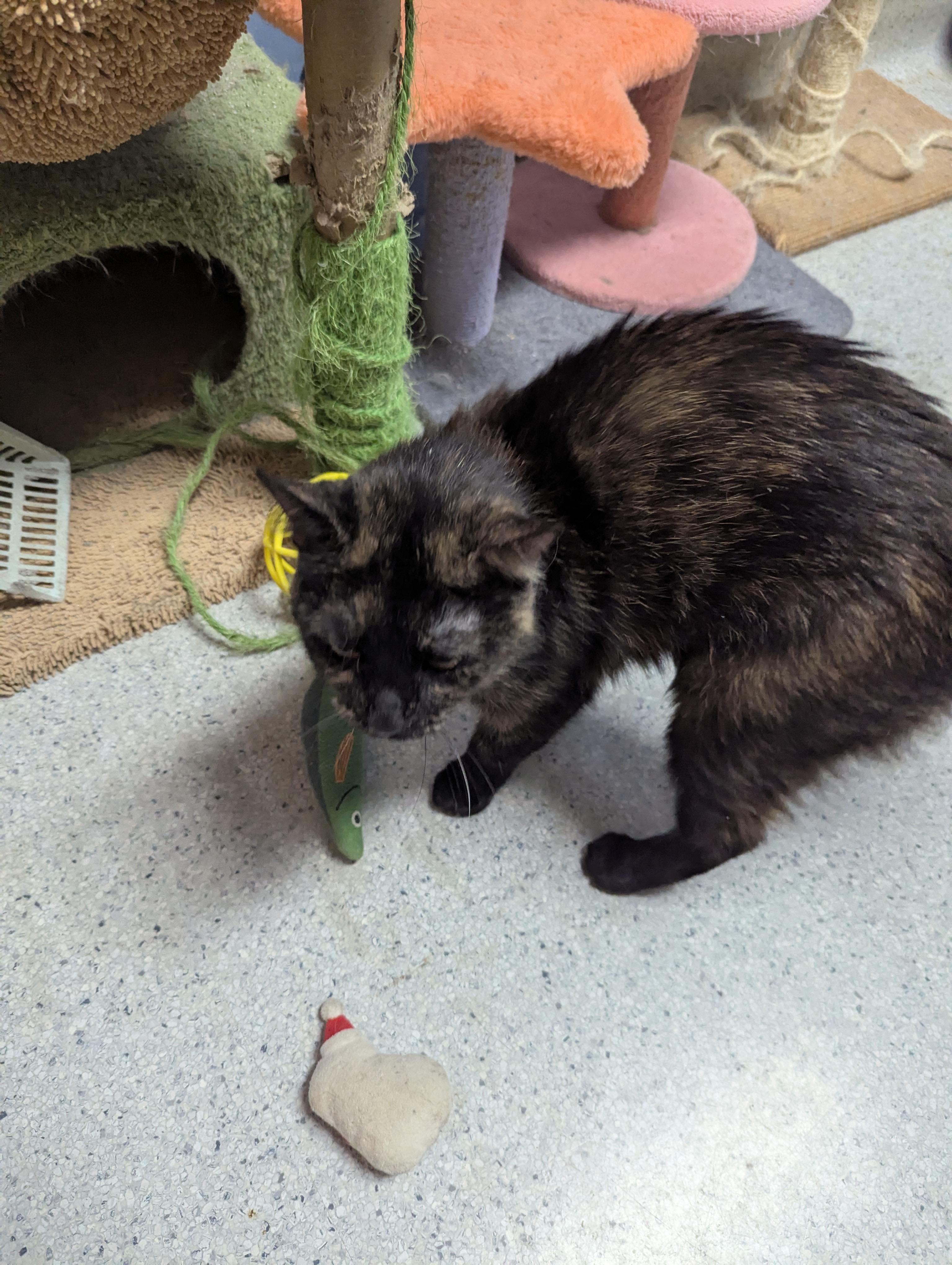 Enlarge Freja, a Adoptable Domestic Short Hair in Rock Falls, IL image 4/4