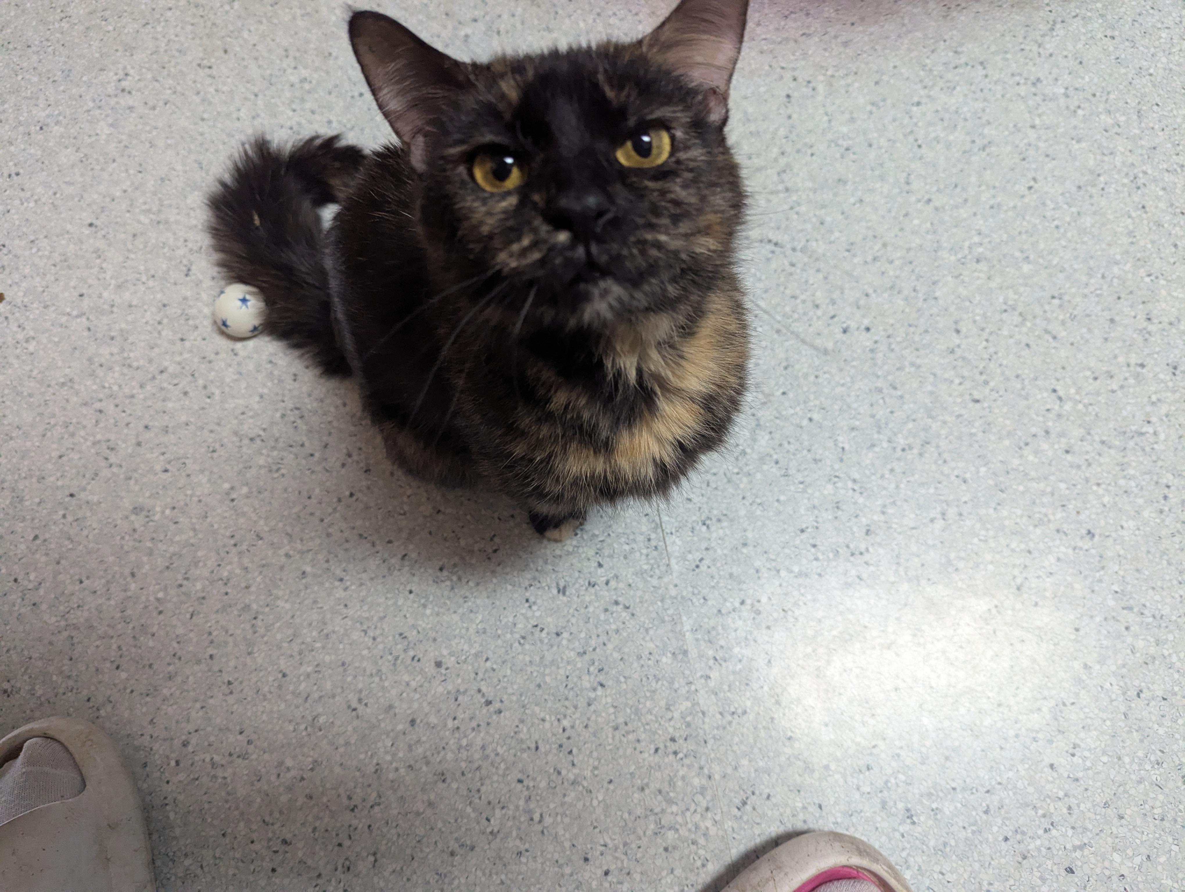 Enlarge Freja, a Adoptable Domestic Short Hair in Rock Falls, IL image 2/4