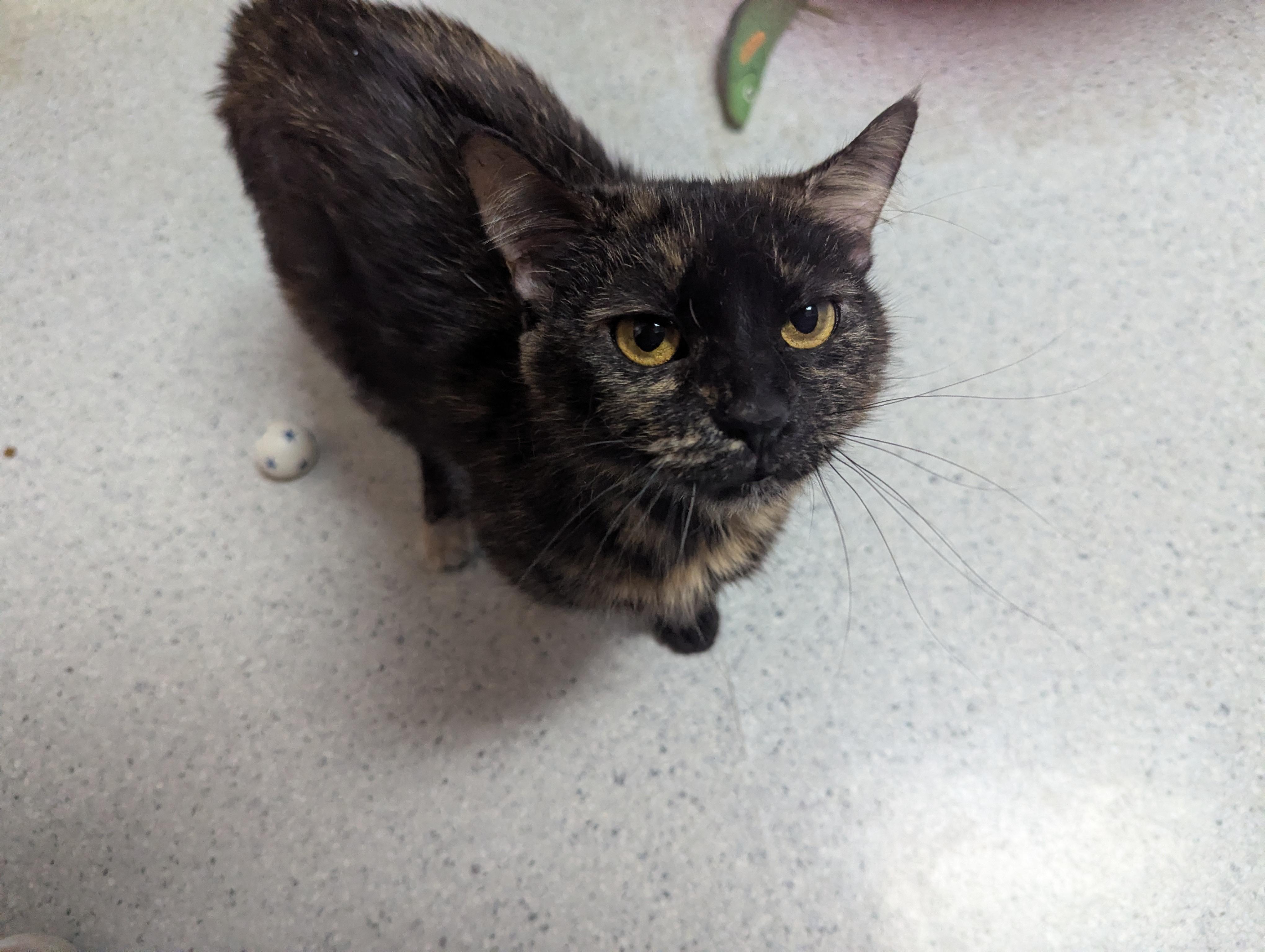 Enlarge Freja, a Adoptable Domestic Short Hair in Rock Falls, IL image 3/4