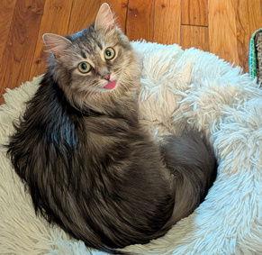 Nemo, Adopted, Adult Female Tabby & Domestic Medium Hair.