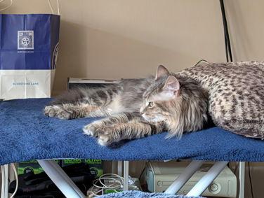 Nemo, a Adopted mixed breed in Absecon, NJ image 3/3