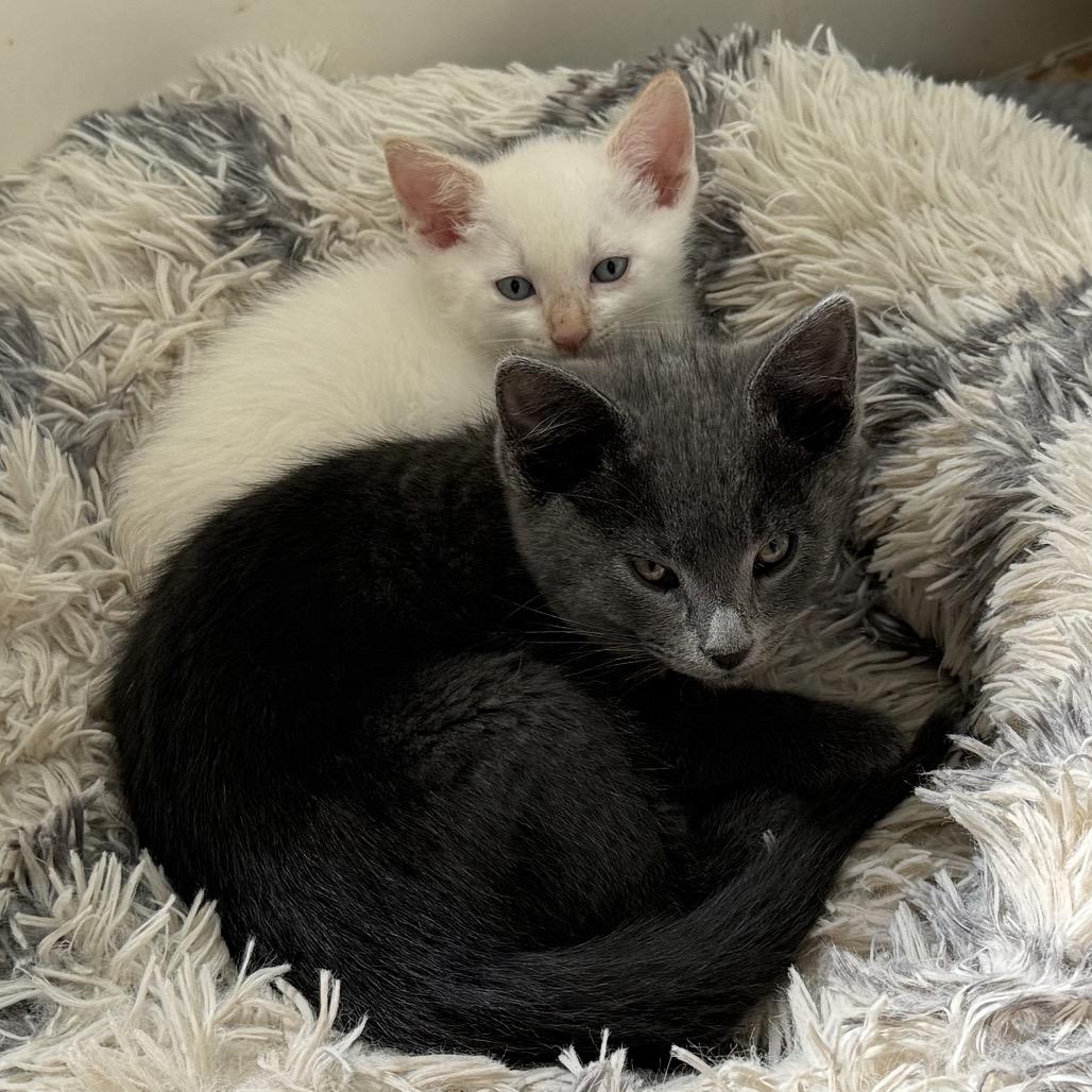 Enlarge Navy, a Adoptable Domestic Short Hair in Missouri City, TX image 1/2