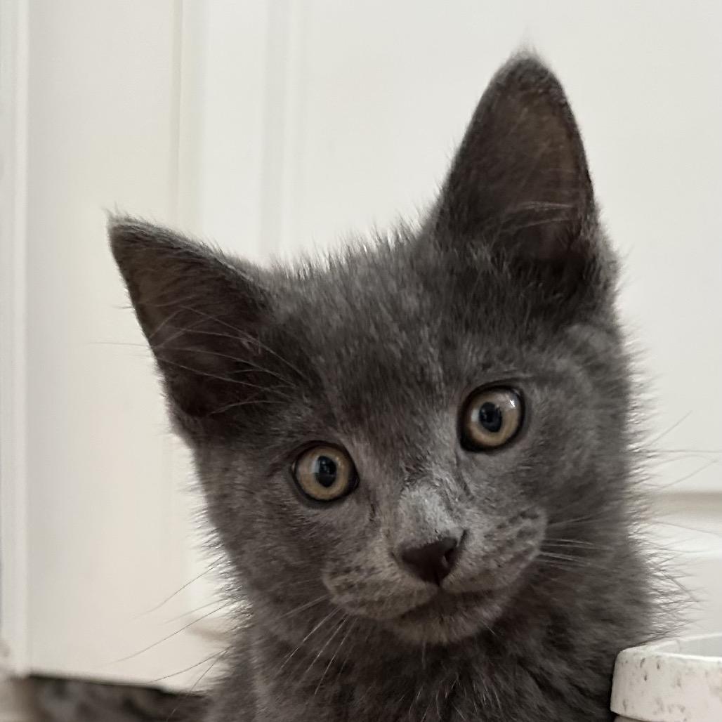 Enlarge Navy, a Adoptable Domestic Short Hair in Missouri City, TX image 2/2