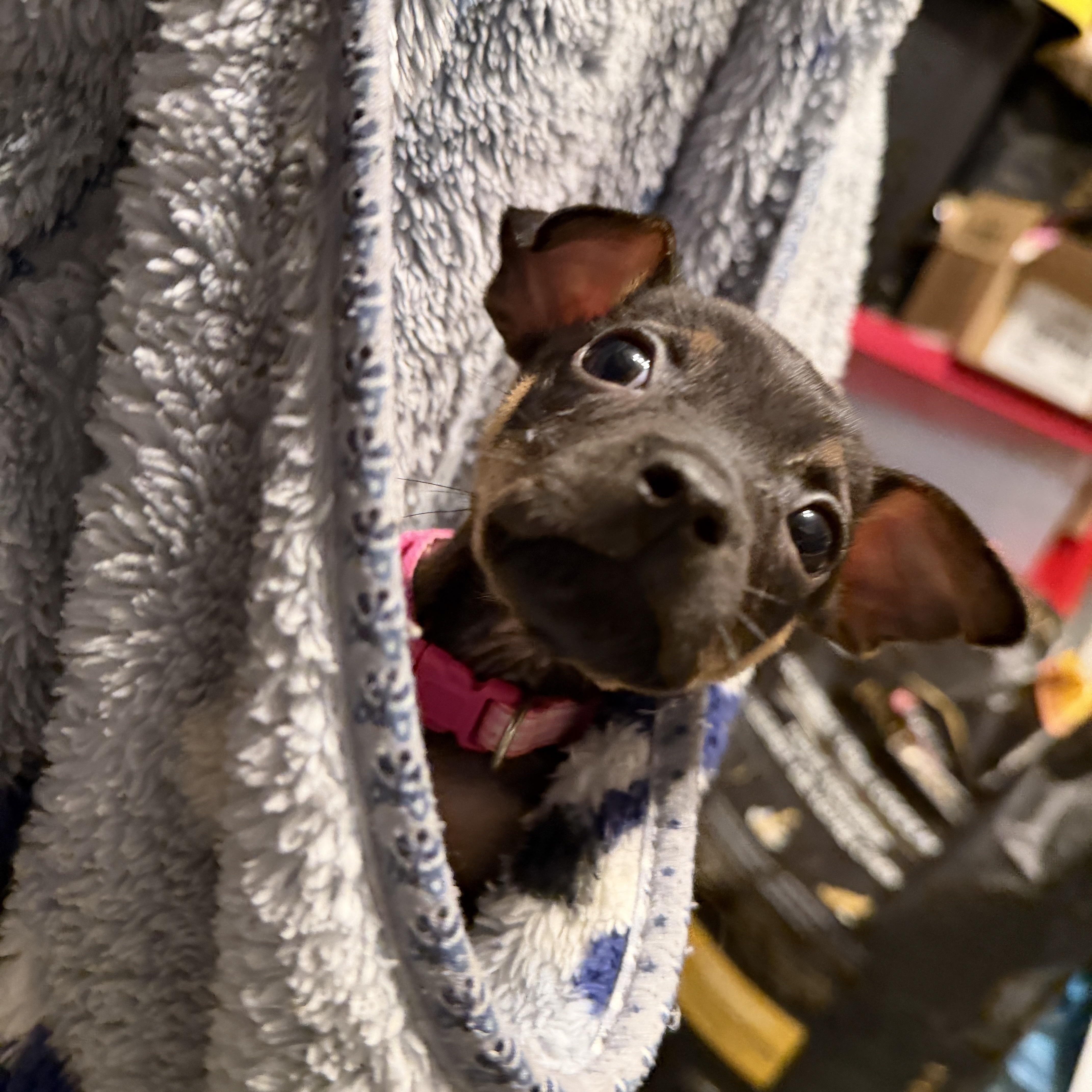 Enlarge LulaBelle, a Adoptable mixed breed in Jeffersonville, IN image 2/6